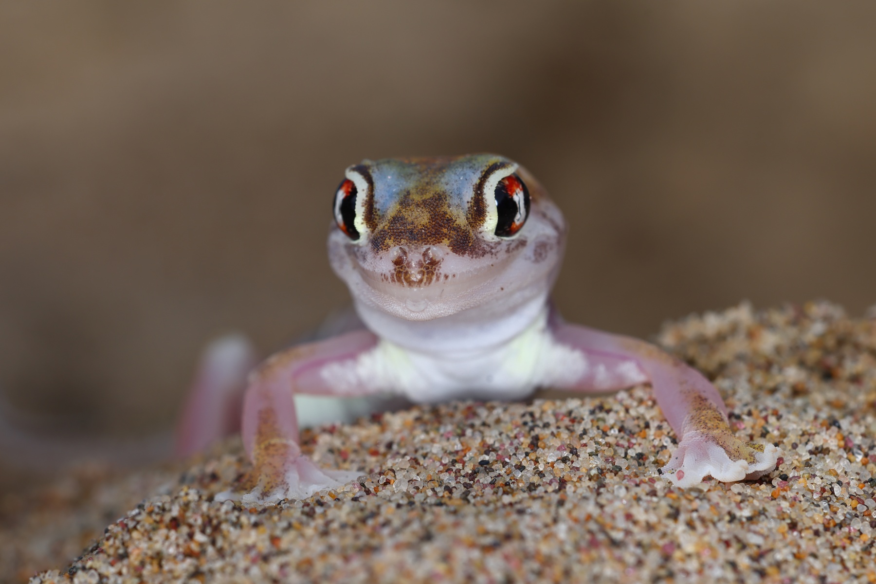 Namib Desert Coast - Namib web-footed gecko (Pachydactylus rangei)