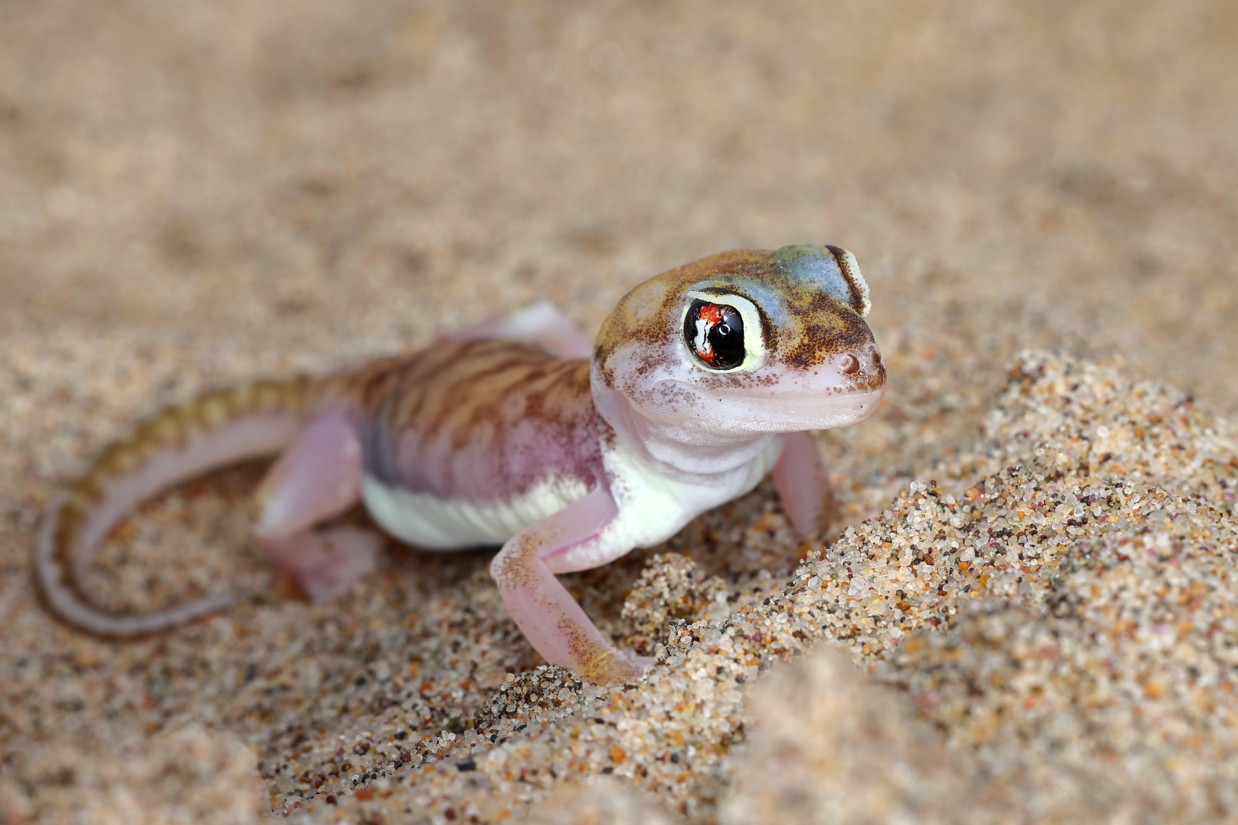 Namib Desert Coast - Namib web-footed gecko (Pachydactylus rangei)