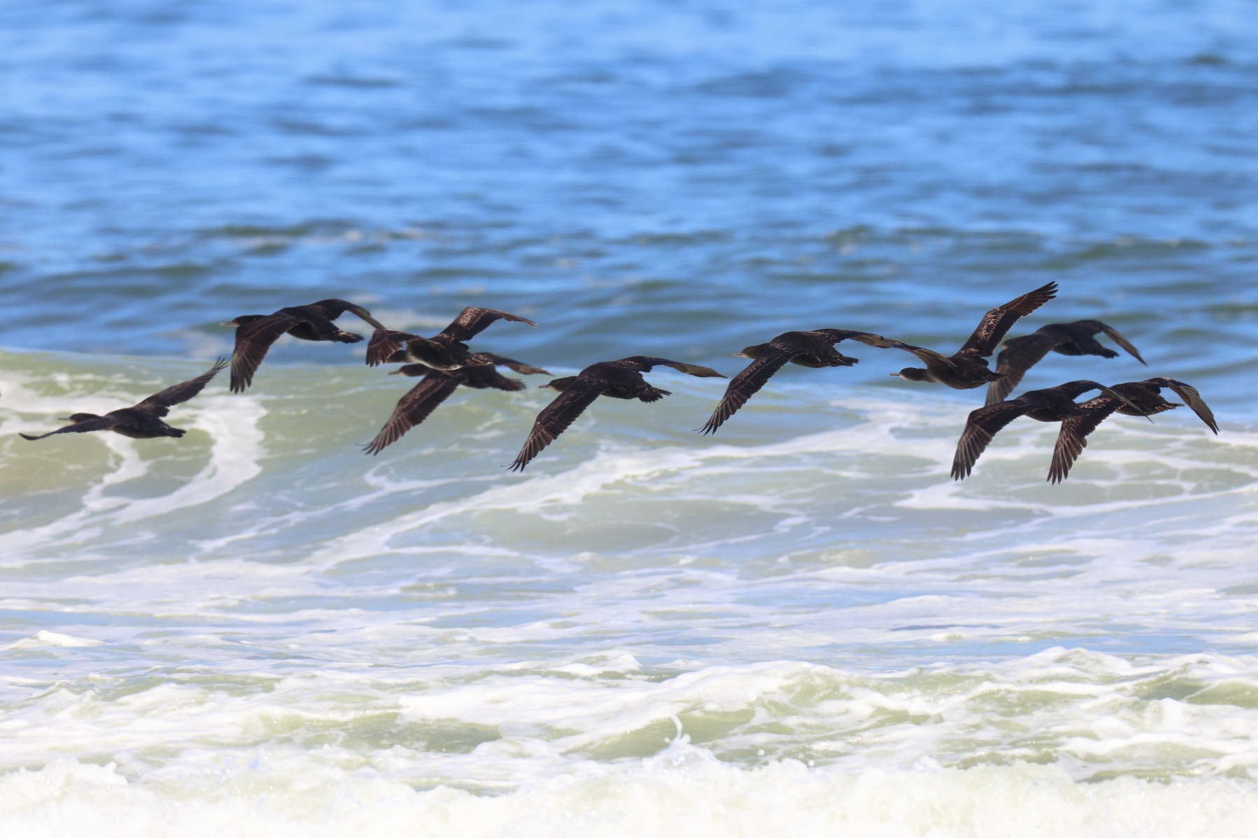 Namib Desert Coast - Cape cormorants (Phalacrocorax capensis)