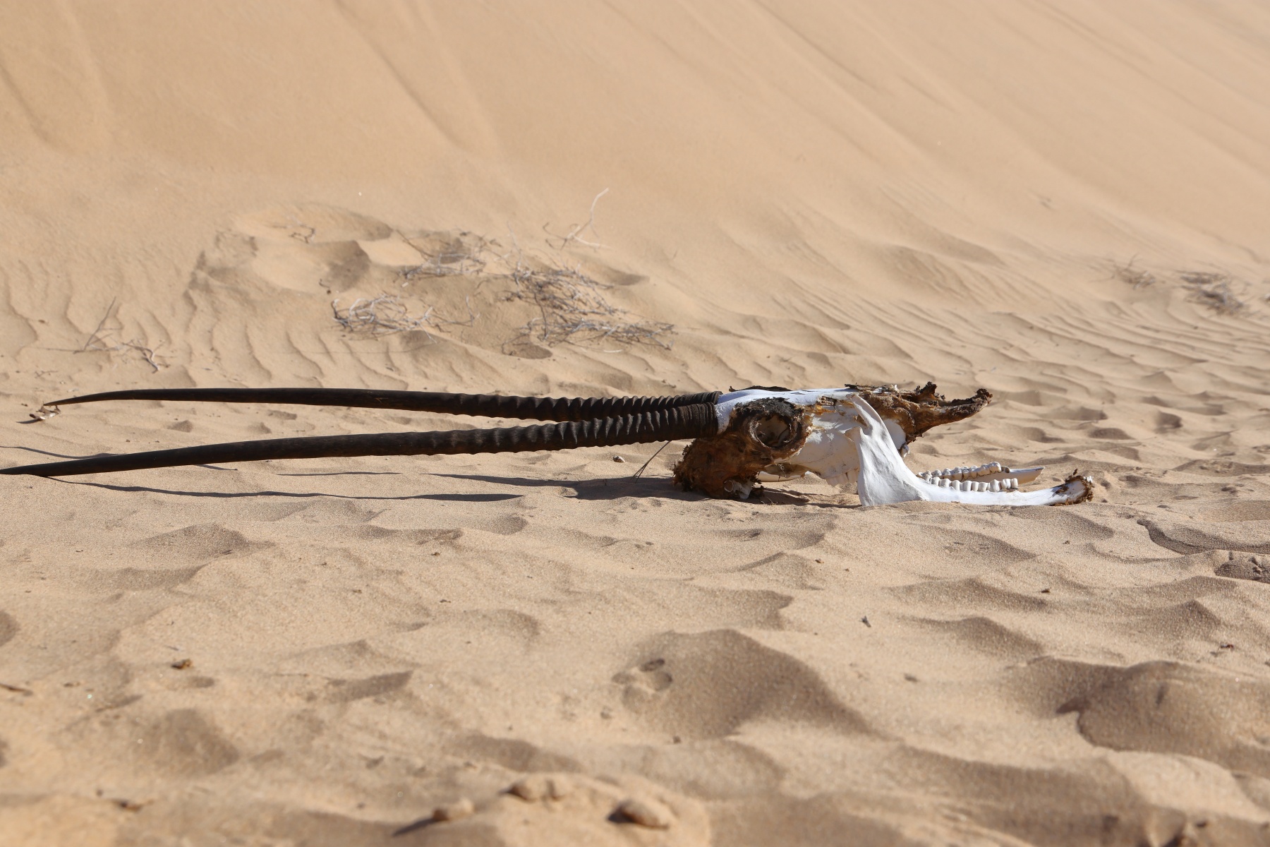 Namib Desert Coast - Oryx skull