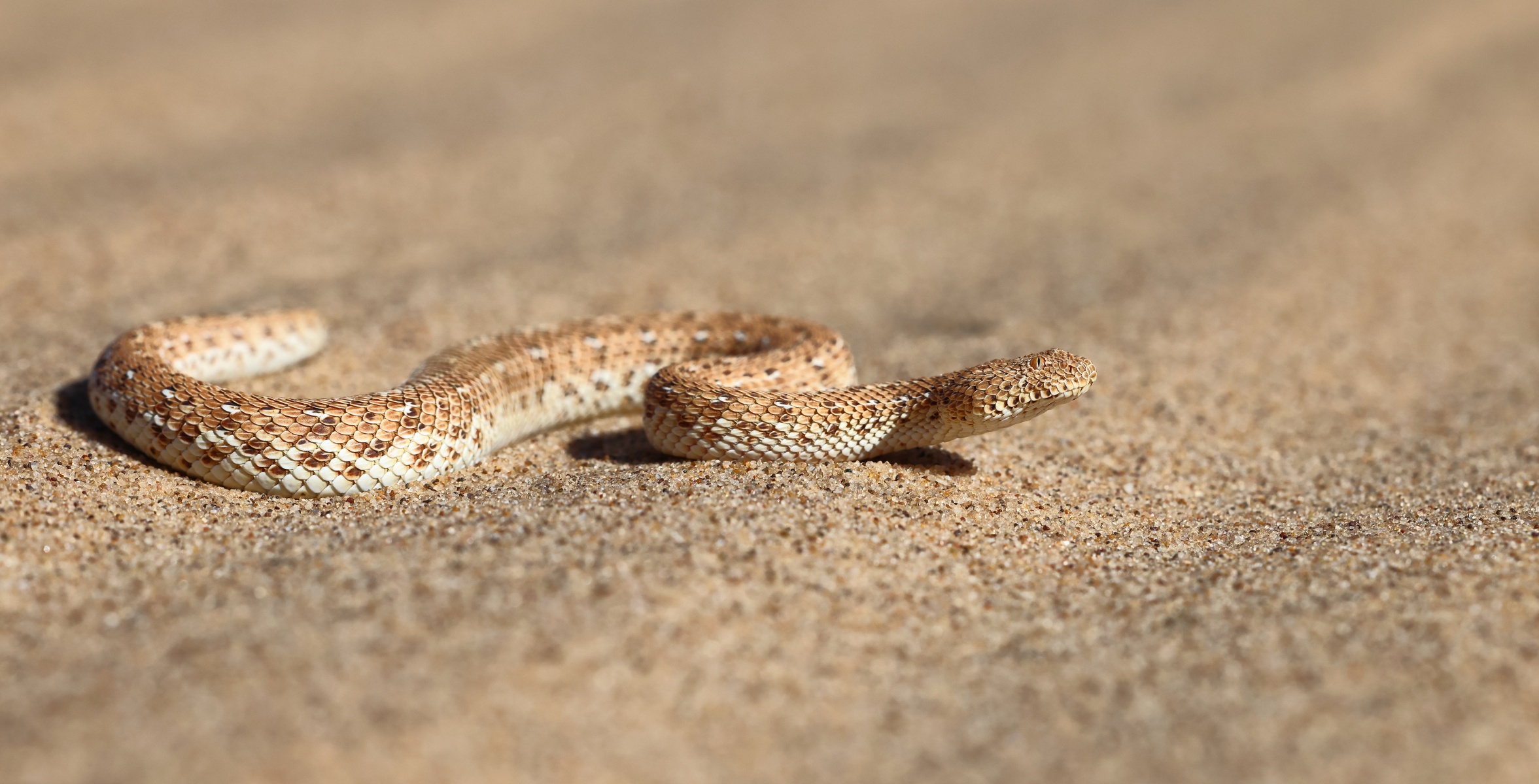 Namib Desert Coast - Peringuey's adder (Bitis peringueyi)