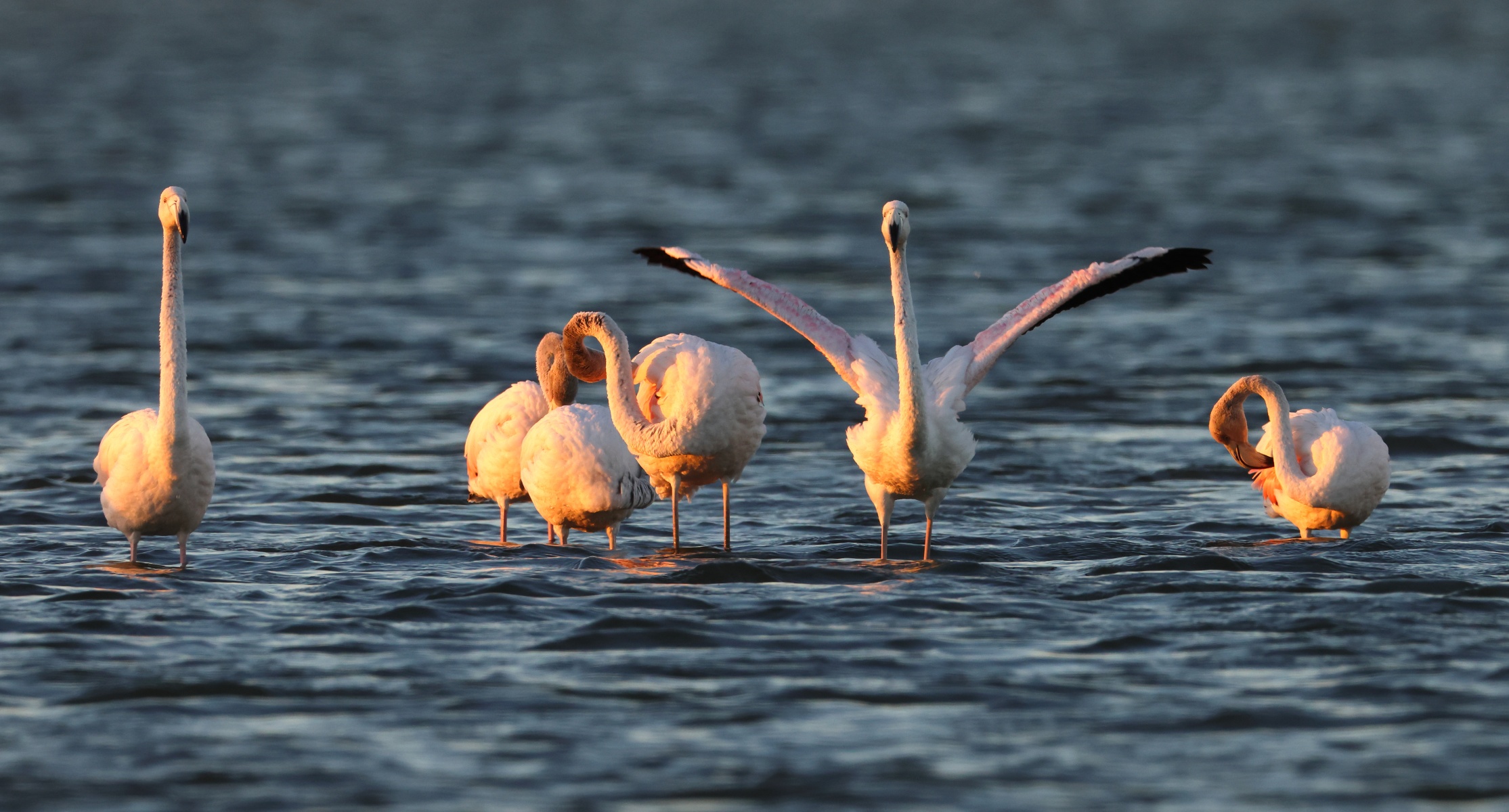Walvis Bay - Greater Flamingos (Phoenicopterus roseus)