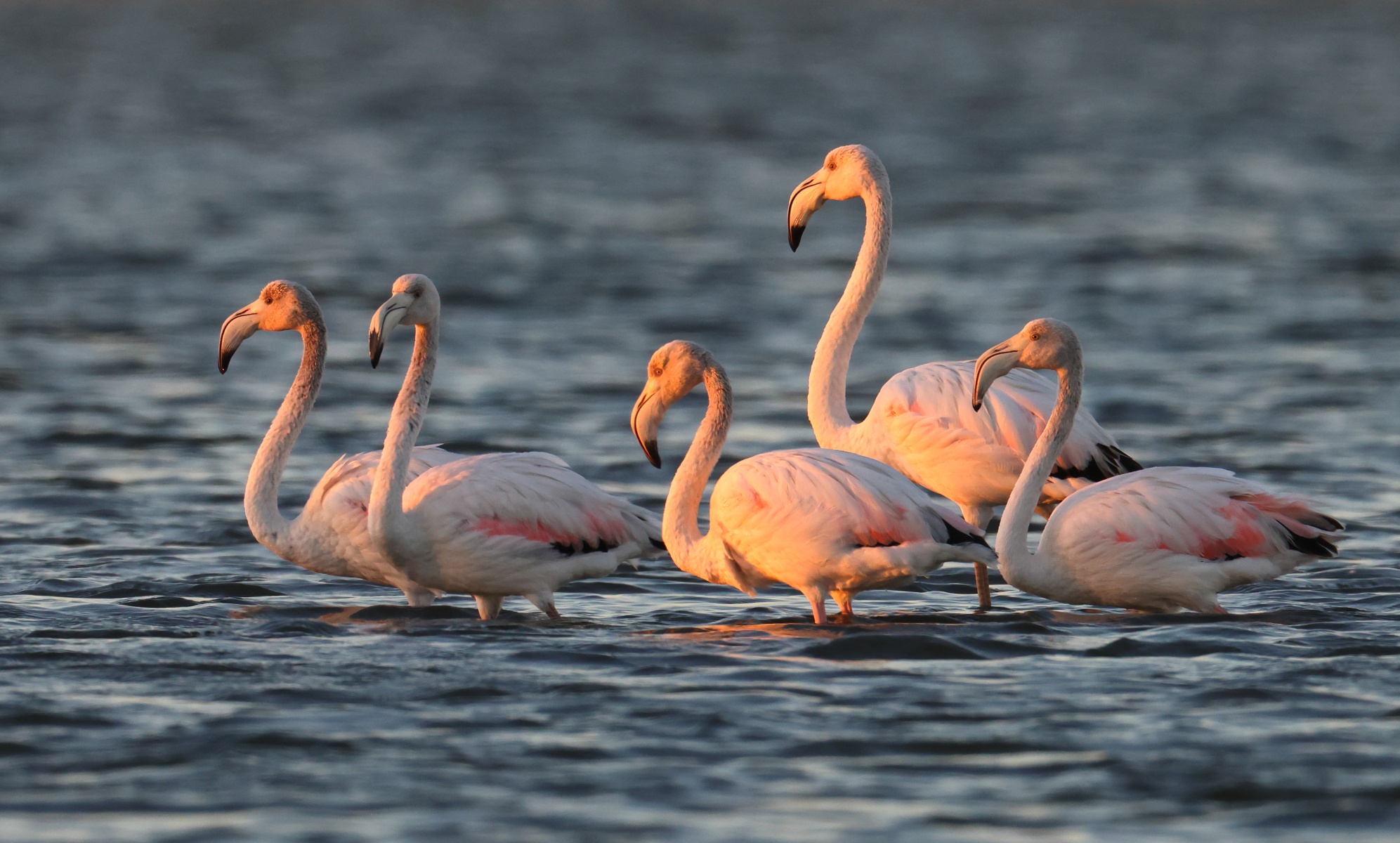 Walvis Bay - Greater Flamingos (Phoenicopterus roseus)