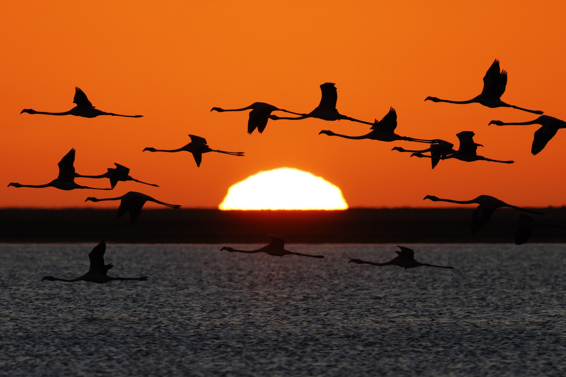 Walvis Bay - Sunset - Greater Flamingos (Phoenicopterus roseus)