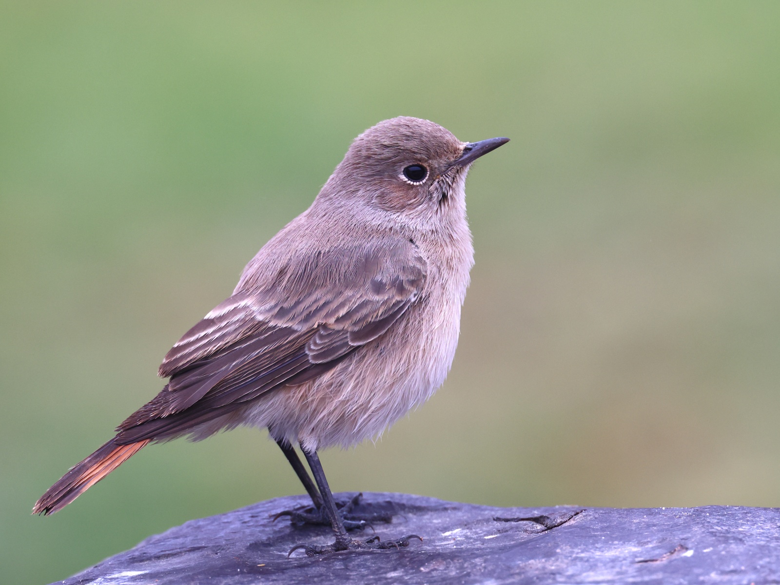Rossmund Lodge - Familiar chat (Oenanthe familiaris)