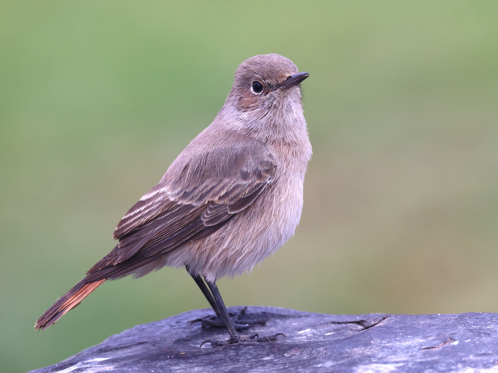 Rossmund Lodge - Familiar chat (Oenanthe familiaris)