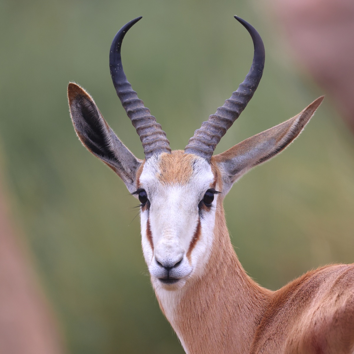 Rossmund Lodge - Springbok (Antidorcas marsupialis)