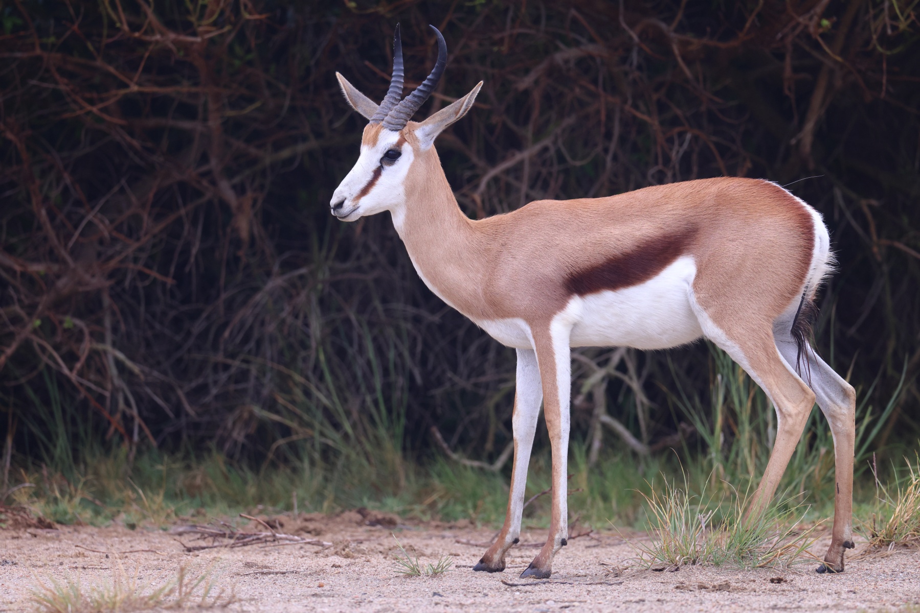 Rossmund Lodge - Springbok (Antidorcas marsupialis)