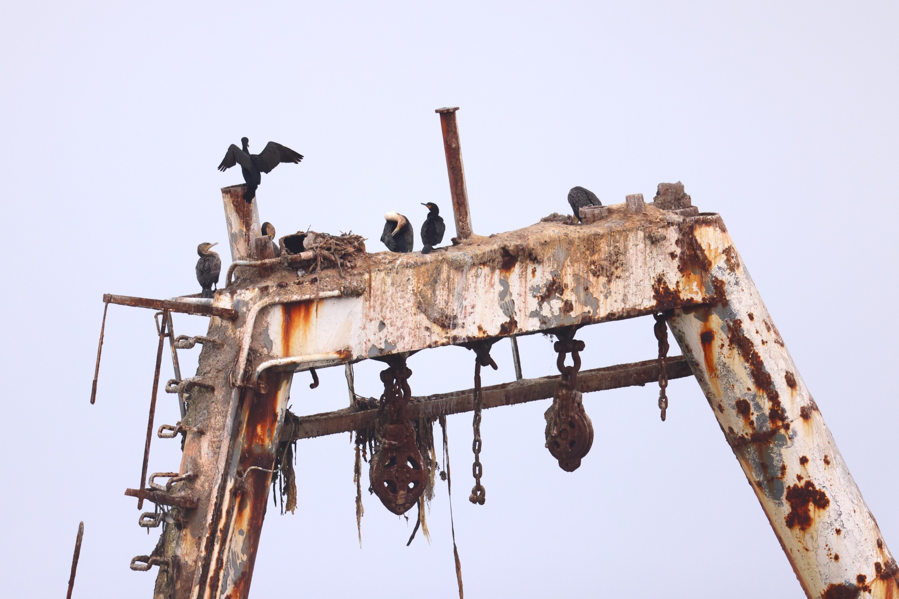 Skeleton Coast - Zeila Shipwreck - Cape cormorants (Phalacrocorax capensis)