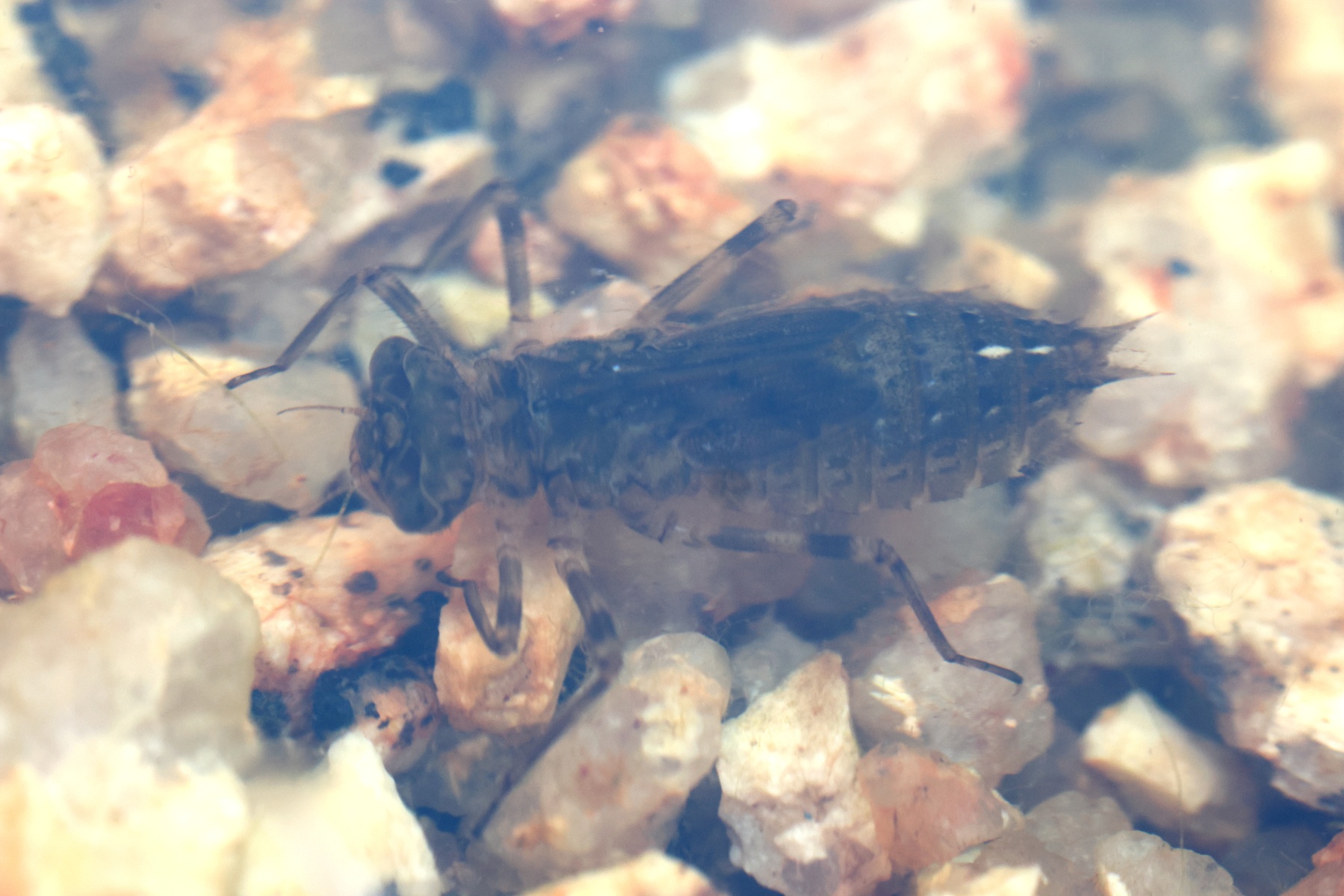 Spitzkoppe - Dragonfly nymph