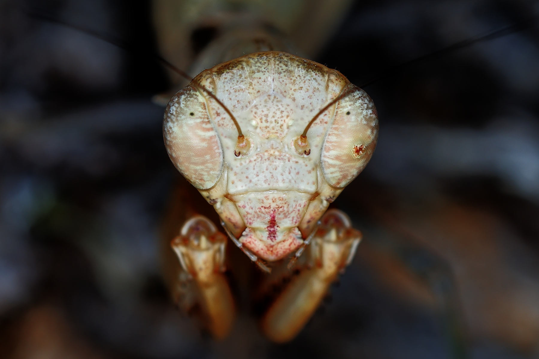 Eldorado Lodge and Camping - Tanzanian ground mantis (Tarachodes afzelii) - Portrait