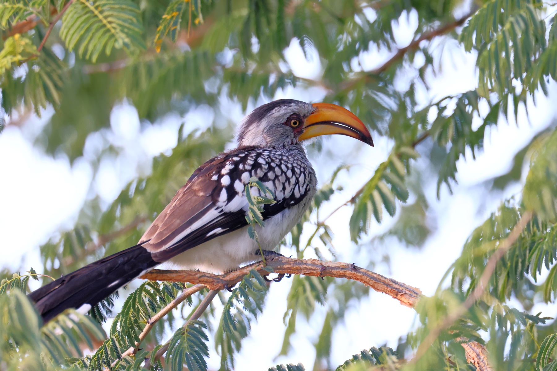 Eldorado Lodge and Camping - Southern yellow-billed hornbill (Tockus leucomelas)