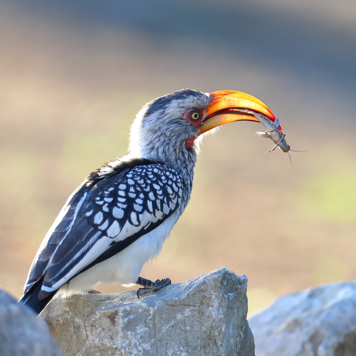 Eldorado Lodge and Camping - Southern yellow-billed hornbill (Tockus leucomelas)