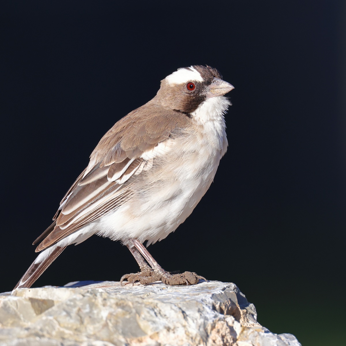 Eldorado Lodge and Camping - White-browed sparrow-weaver (Plocepasser mahali)