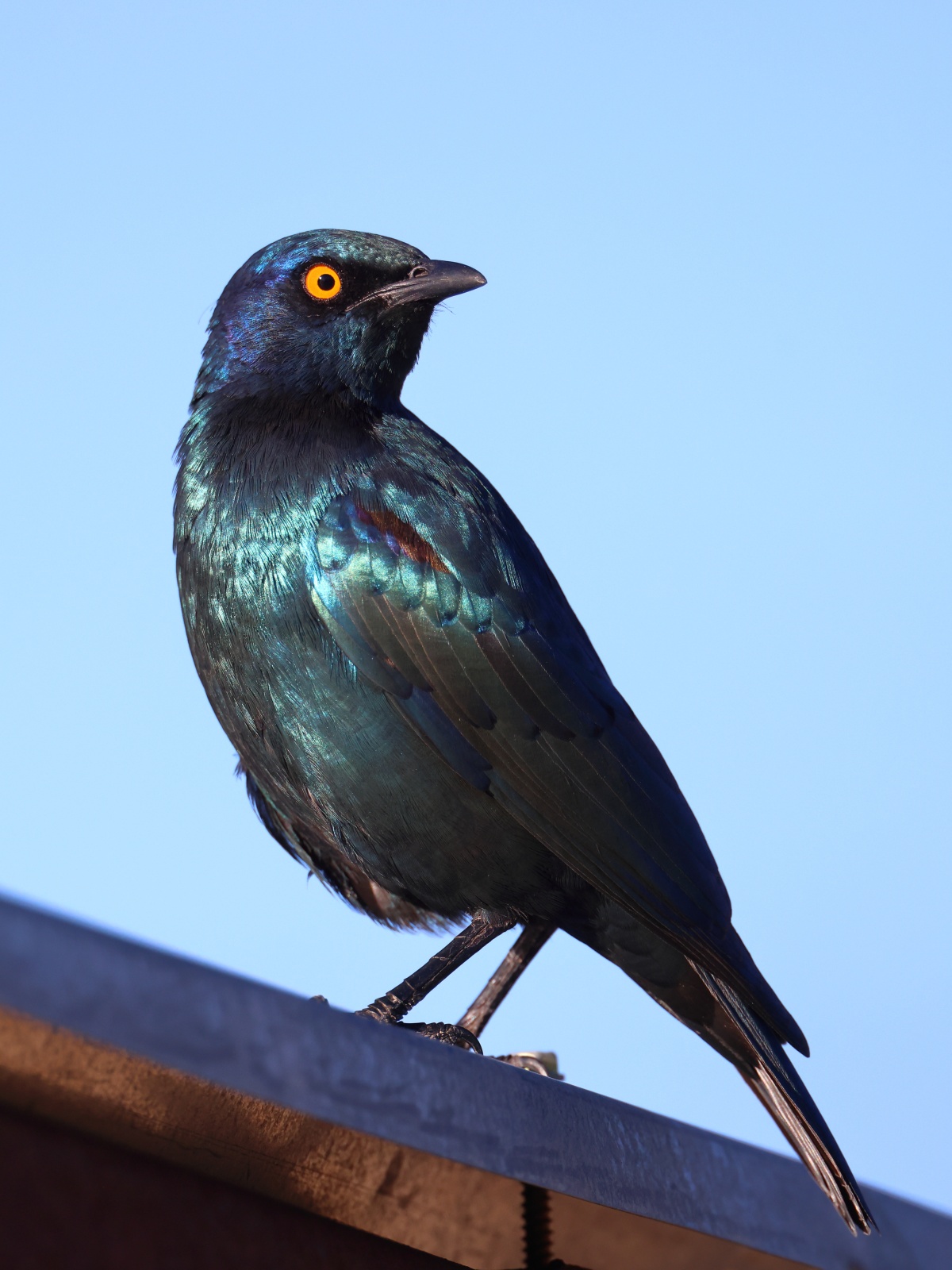 Eldorado Lodge and Camping - Cape starling (Lamprotornis nitens)