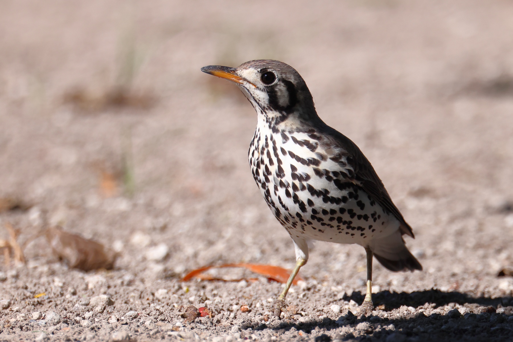 Eldorado Lodge and Camping - Groundscraper thrush (Turdus litsitsirupa)