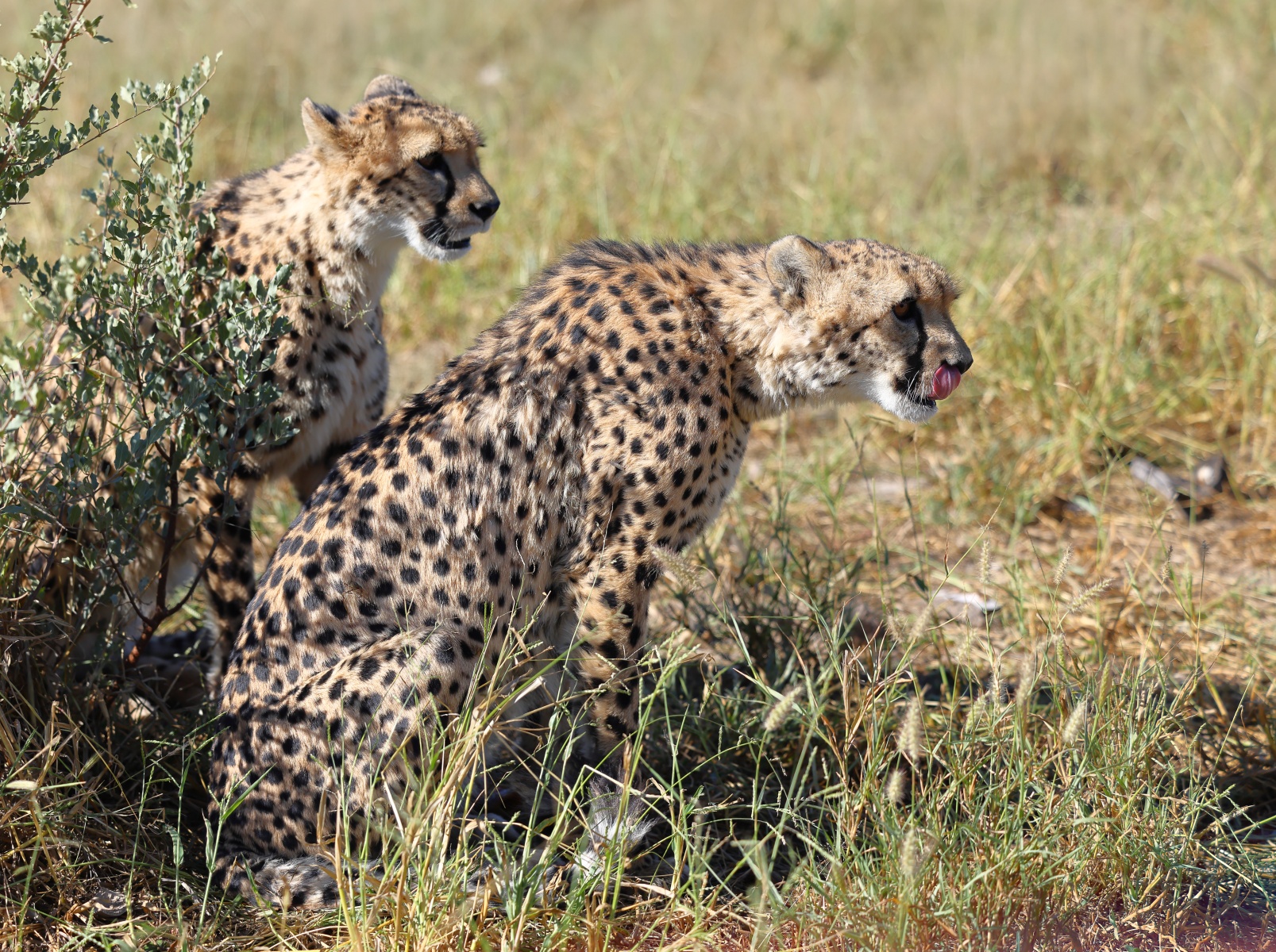 Eldorado Animal Sanctuary - Southeast African cheetah (Acinonyx jubatus jubatus)