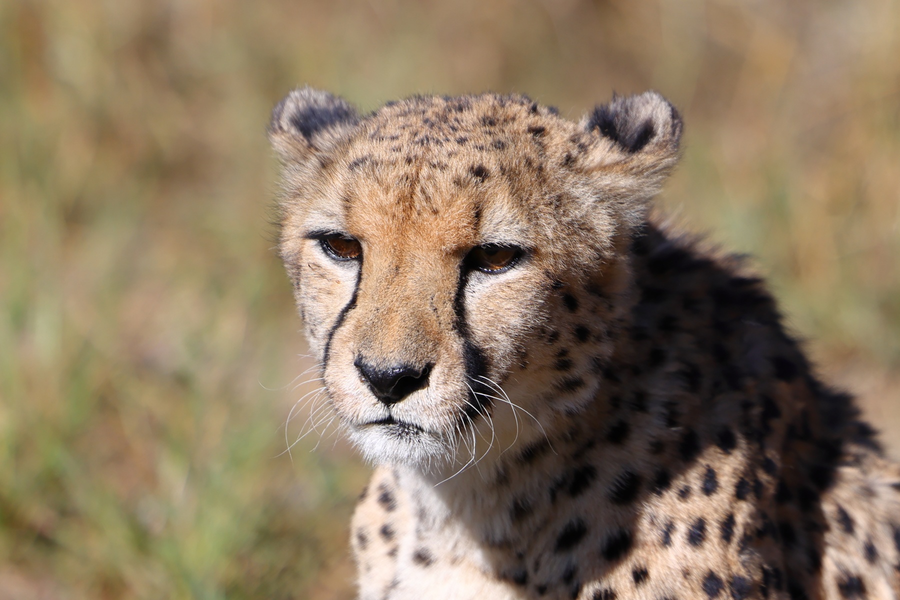 Eldorado Animal Sanctuary - Southeast African cheetah (Acinonyx jubatus jubatus)