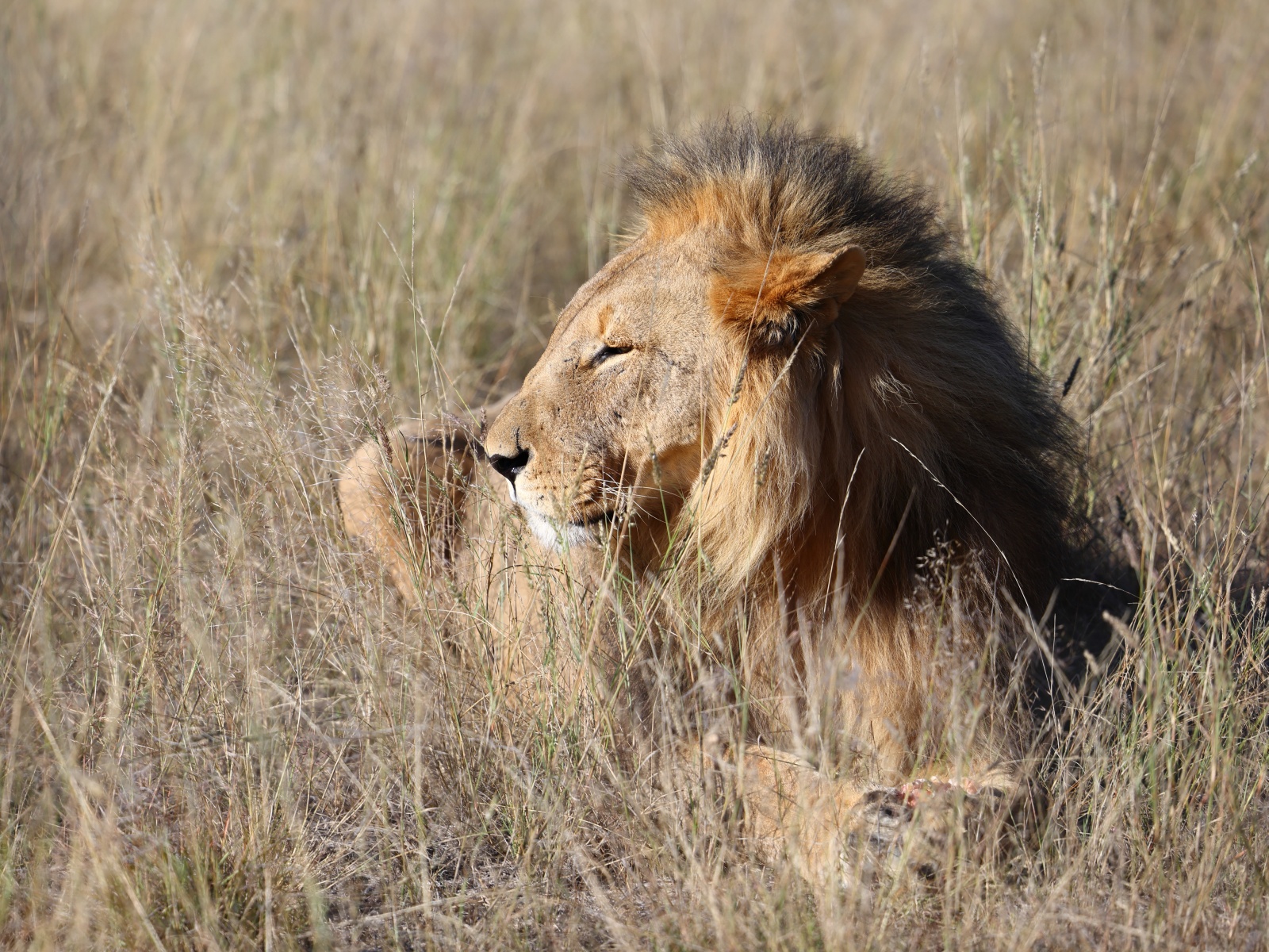 Eldorado Animal Sanctuary - Lion (Panthera leo)