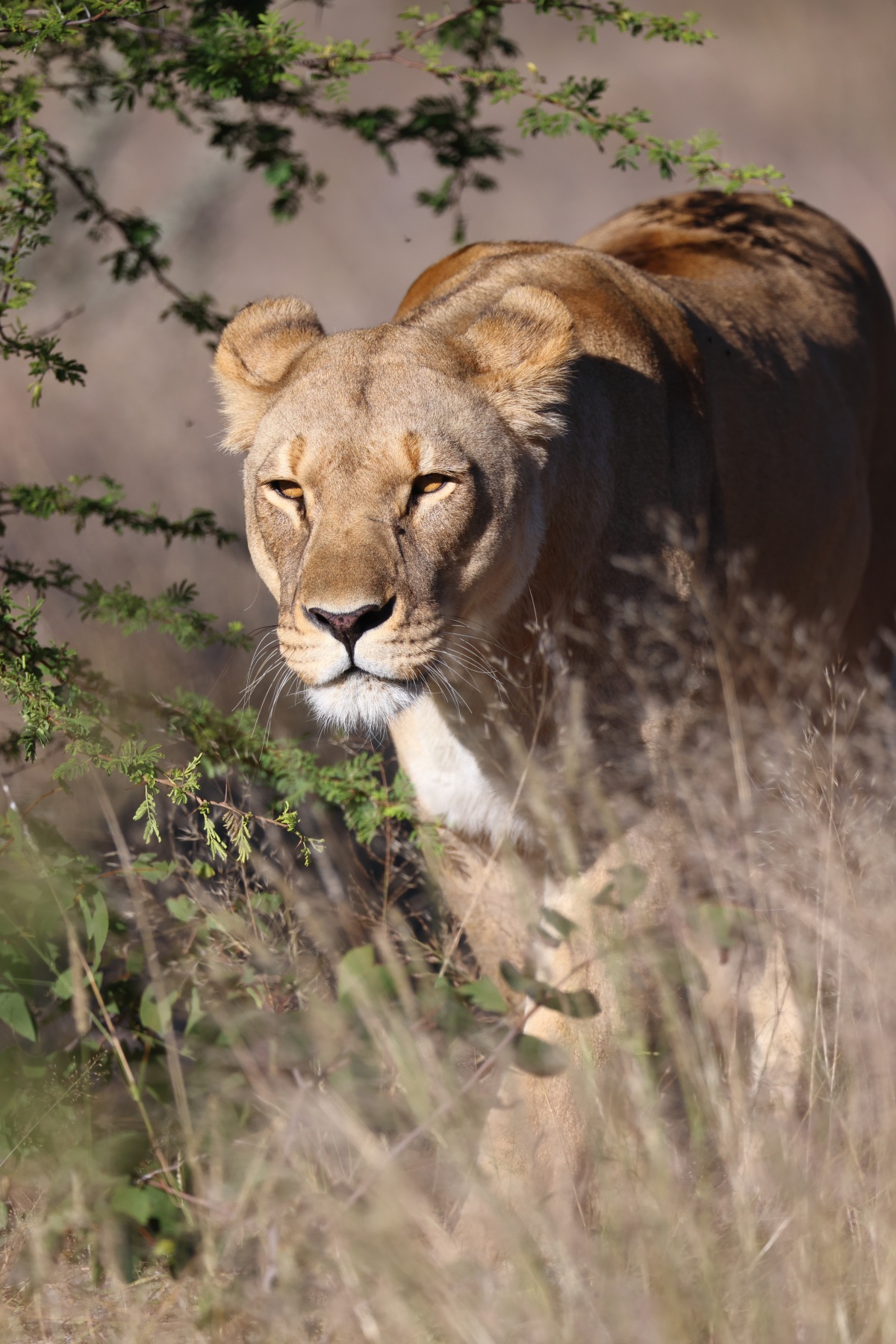 Eldorado Animal Sanctuary - Lioness (Panthera leo)