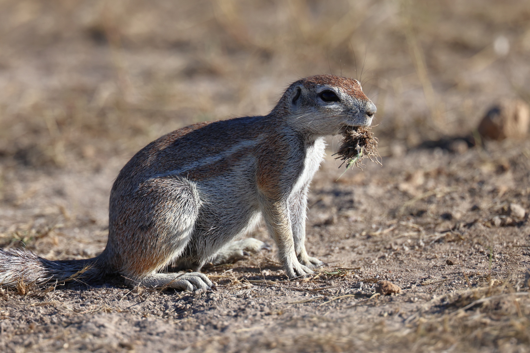 Eldorado Animal Sanctuary - Cape ground squirrel (Xerus inauris)