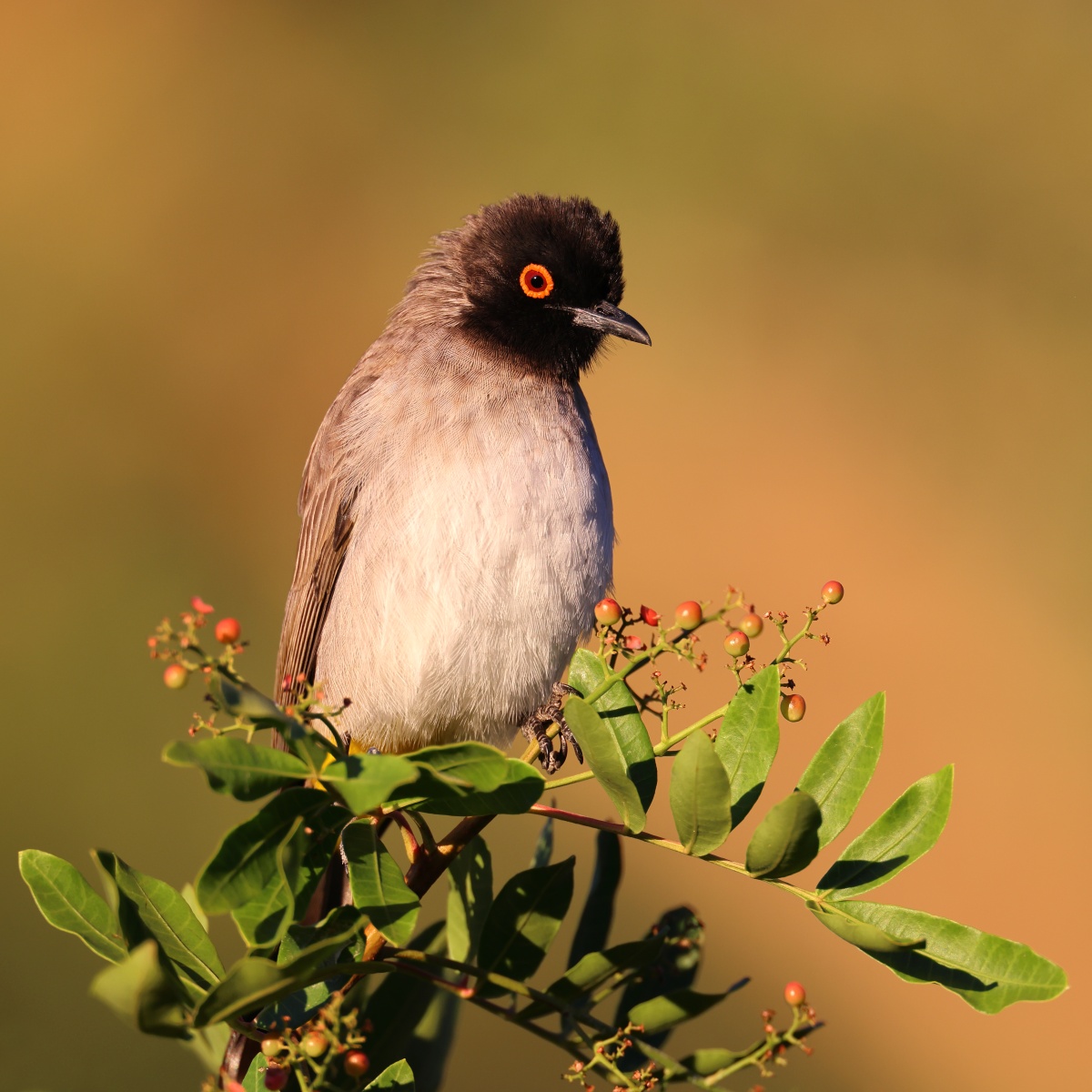 Eldorado Lodge and Camping - African red-eyed bulbul (Pycnonotus nigricans)