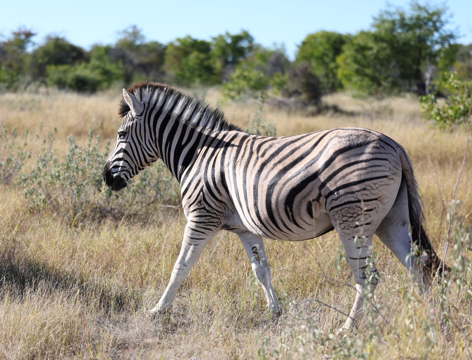 Etosha - Burchell's zebra (Equus quagga burchellii)