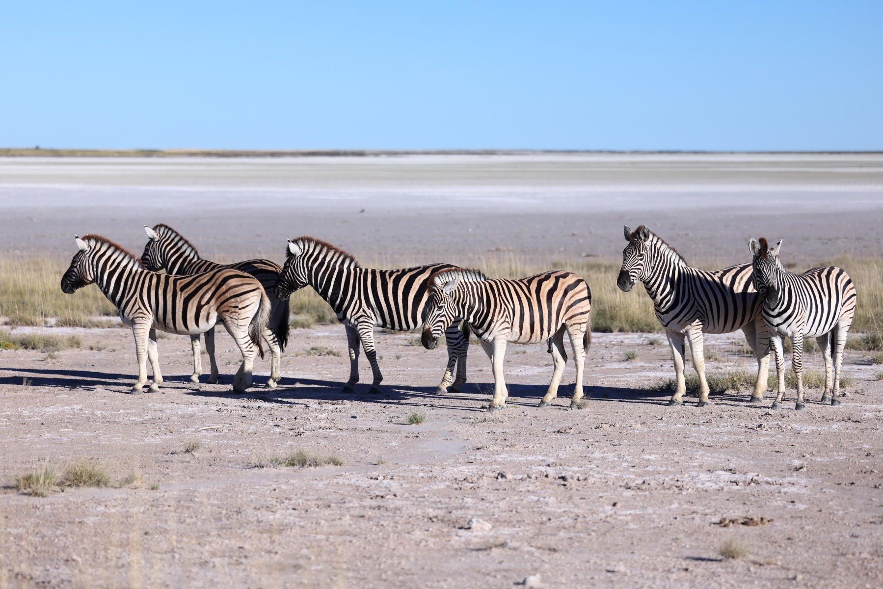 Etosha - Burchell's zebra (Equus quagga burchellii)
