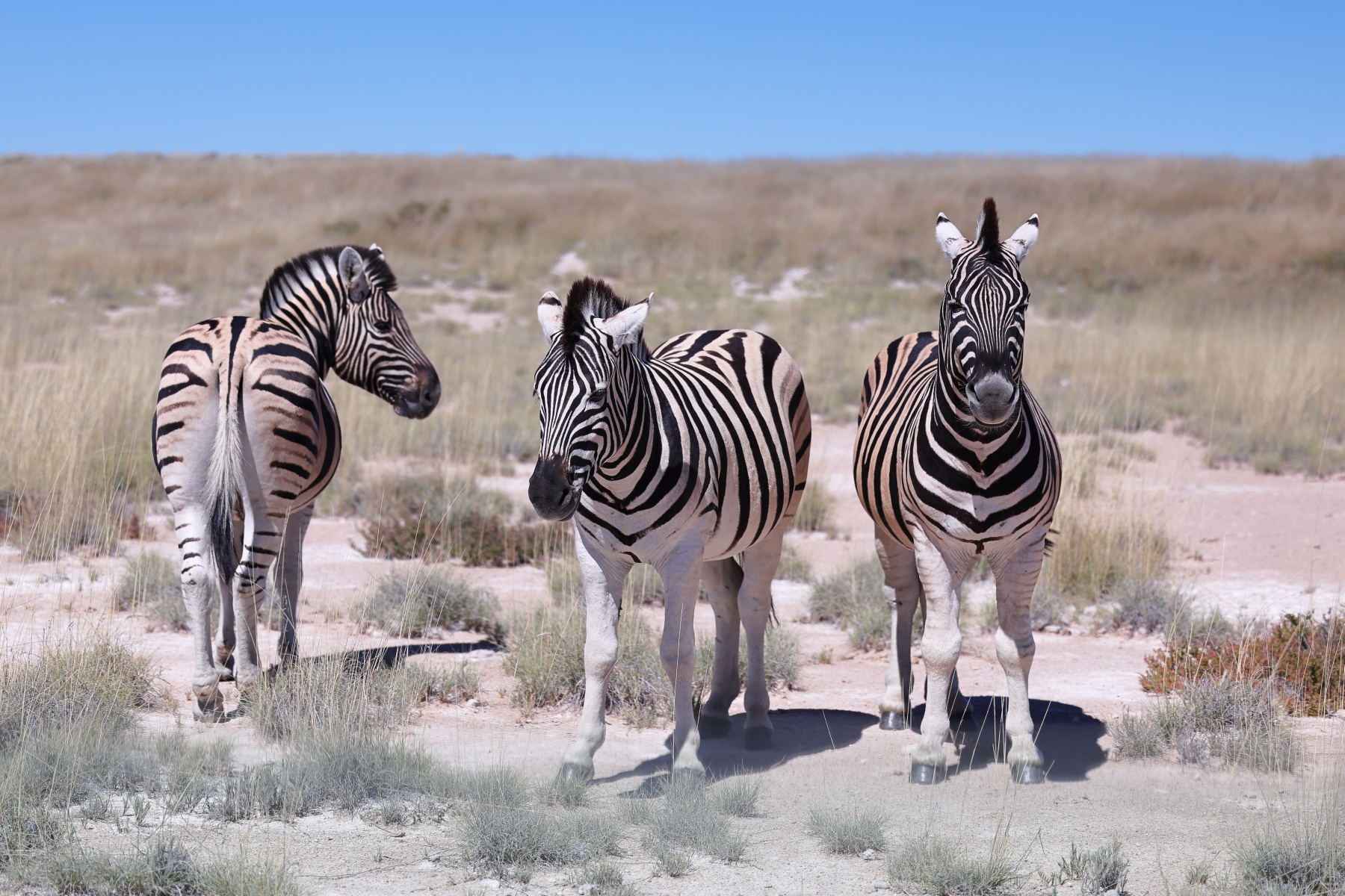 Etosha - Burchell's zebra (Equus quagga burchellii)