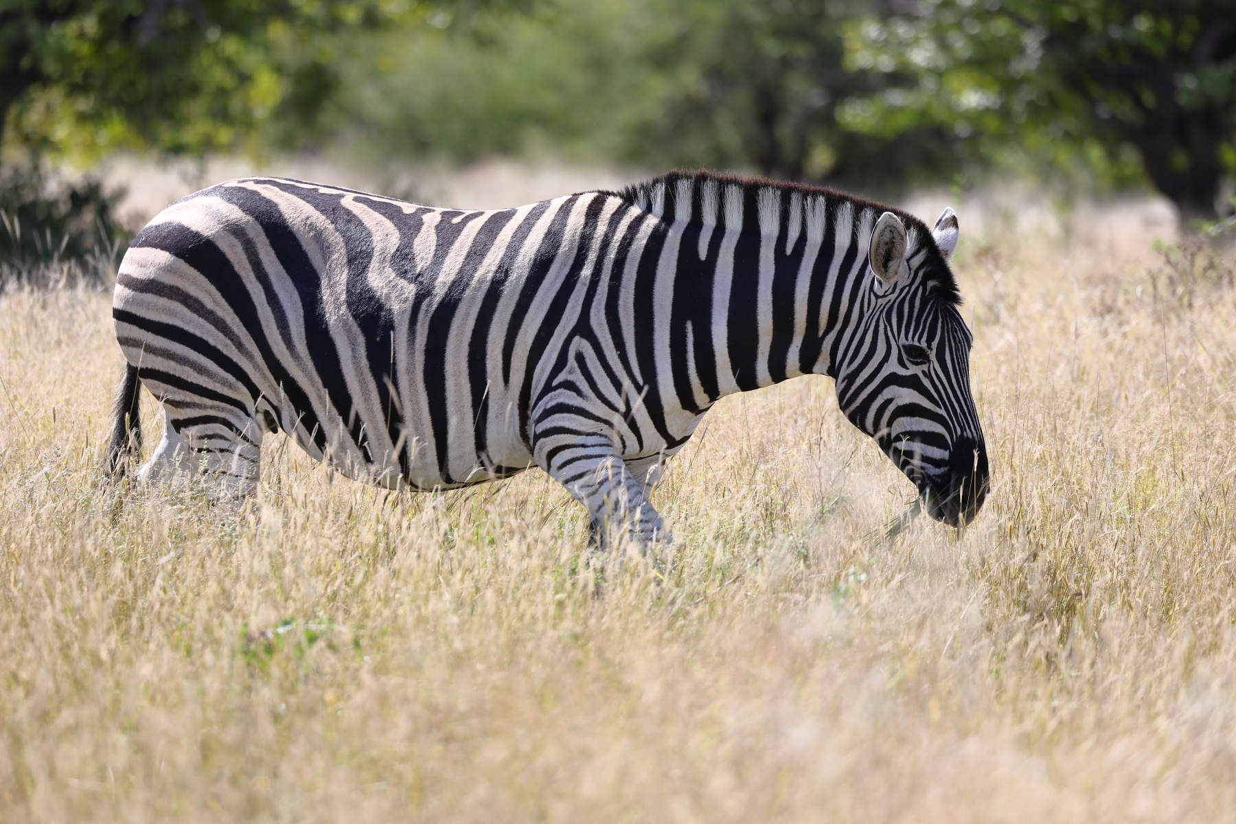 Etosha - Burchell's zebra (Equus quagga burchellii)