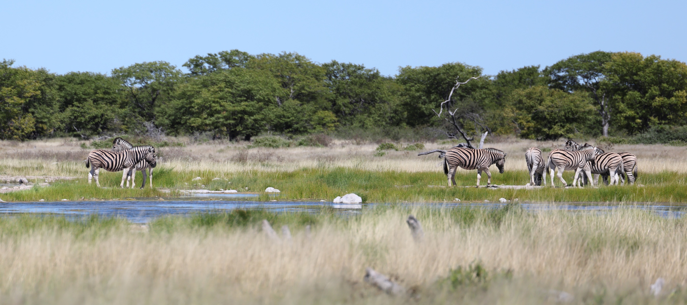 Etosha - Burchell's zebra (Equus quagga burchellii)