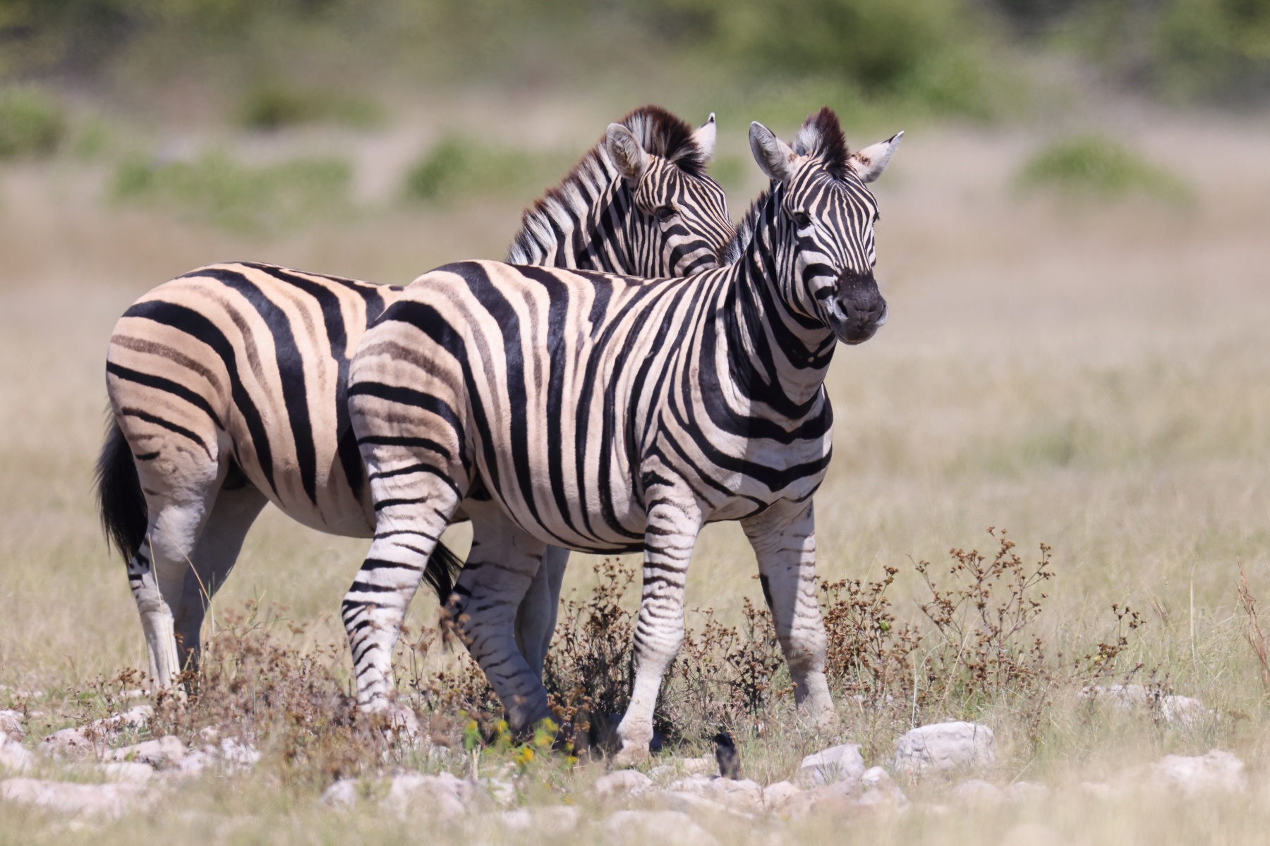 Etosha - Burchell's zebra (Equus quagga burchellii)