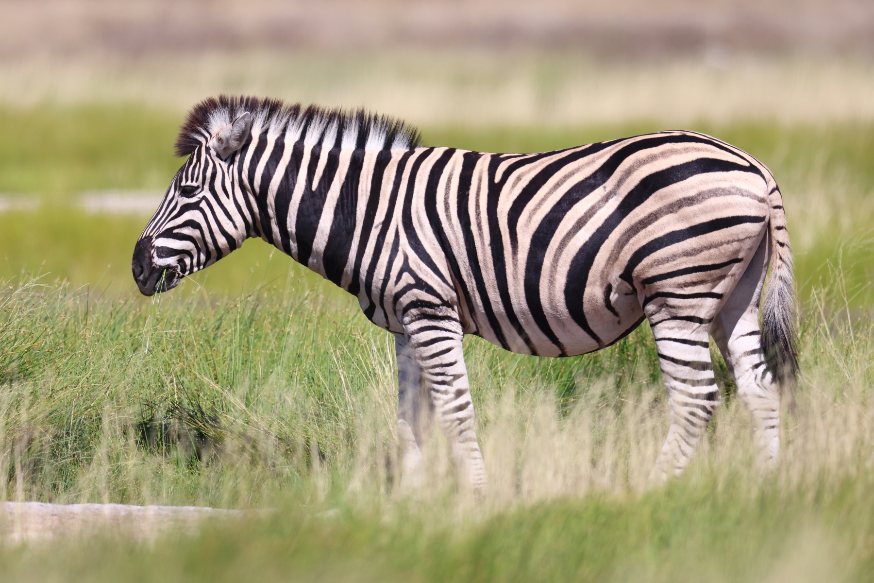 Etosha - Burchell's zebra (Equus quagga burchellii)