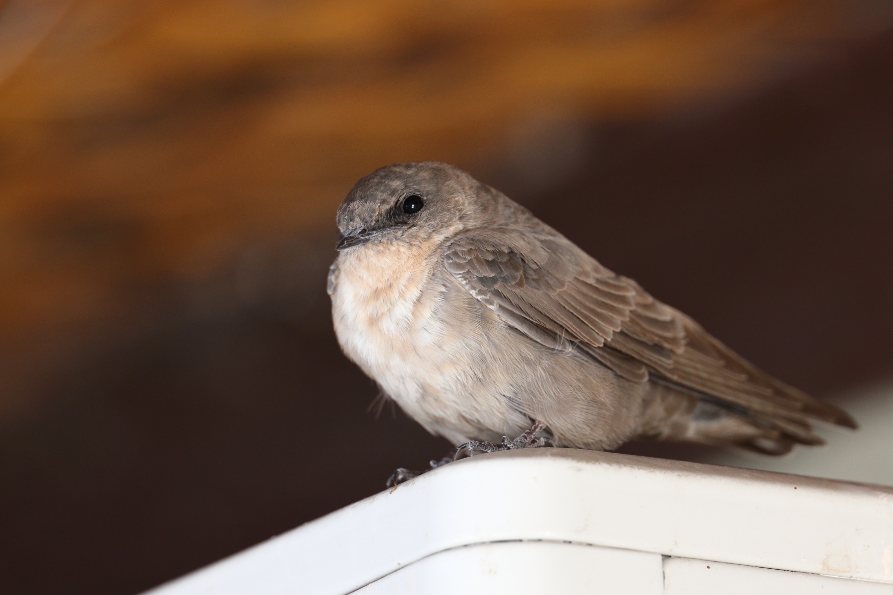 Etosha - Large rock martin (Ptyonoprogne fuligula)