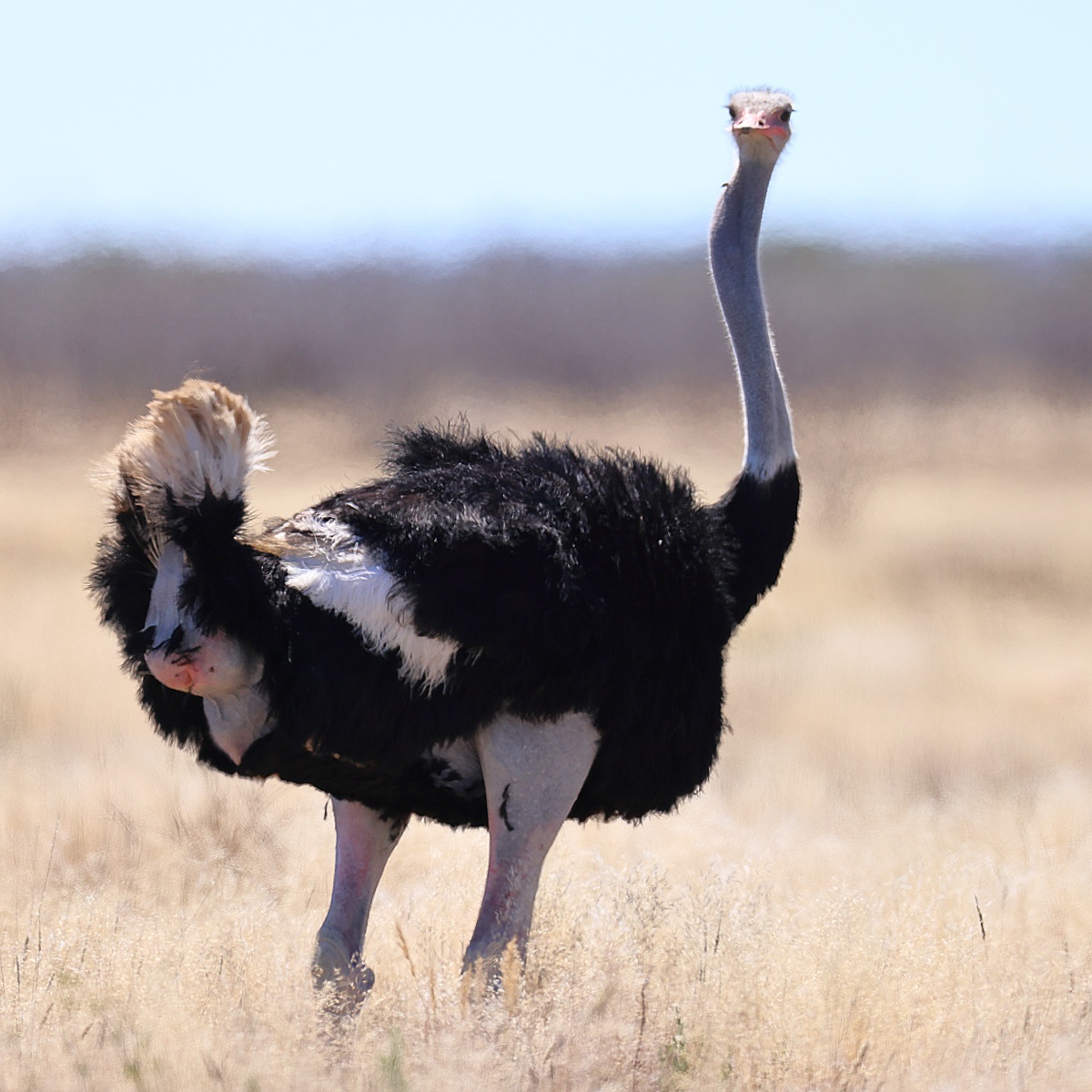 Etosha - South African ostrich (Struthio camelus australis)