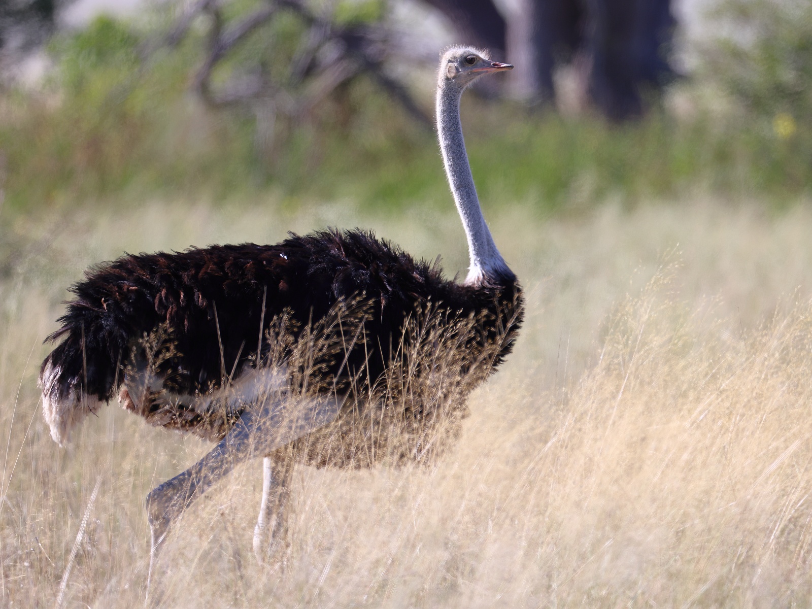 Etosha - South African ostrich (Struthio camelus australis)