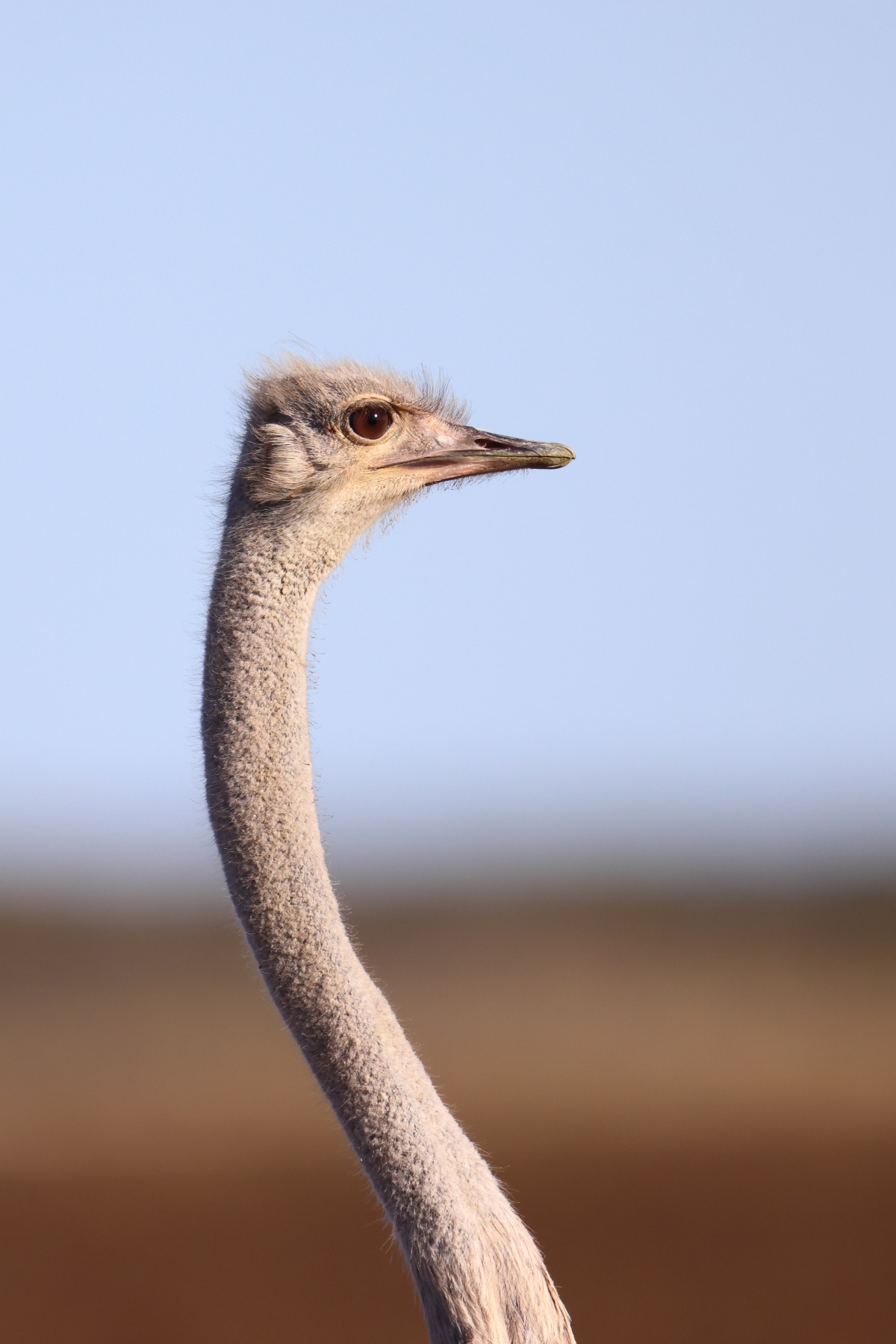 Etosha - South African ostrich (Struthio camelus australis)