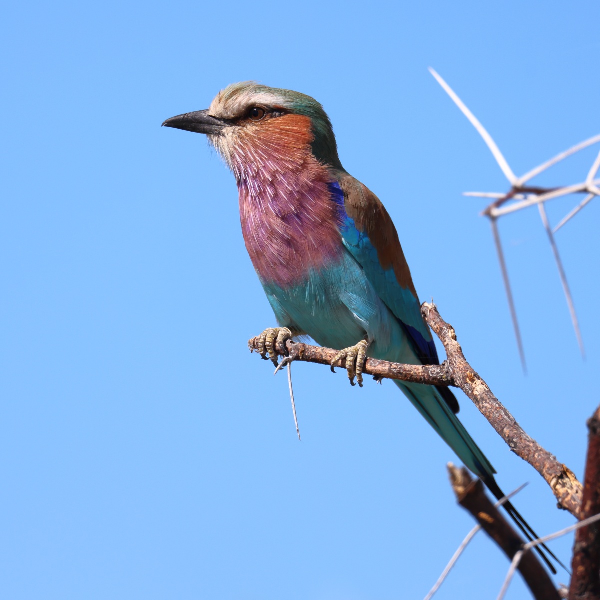 Etosha - Lilac-breasted roller (Coracias caudatus)