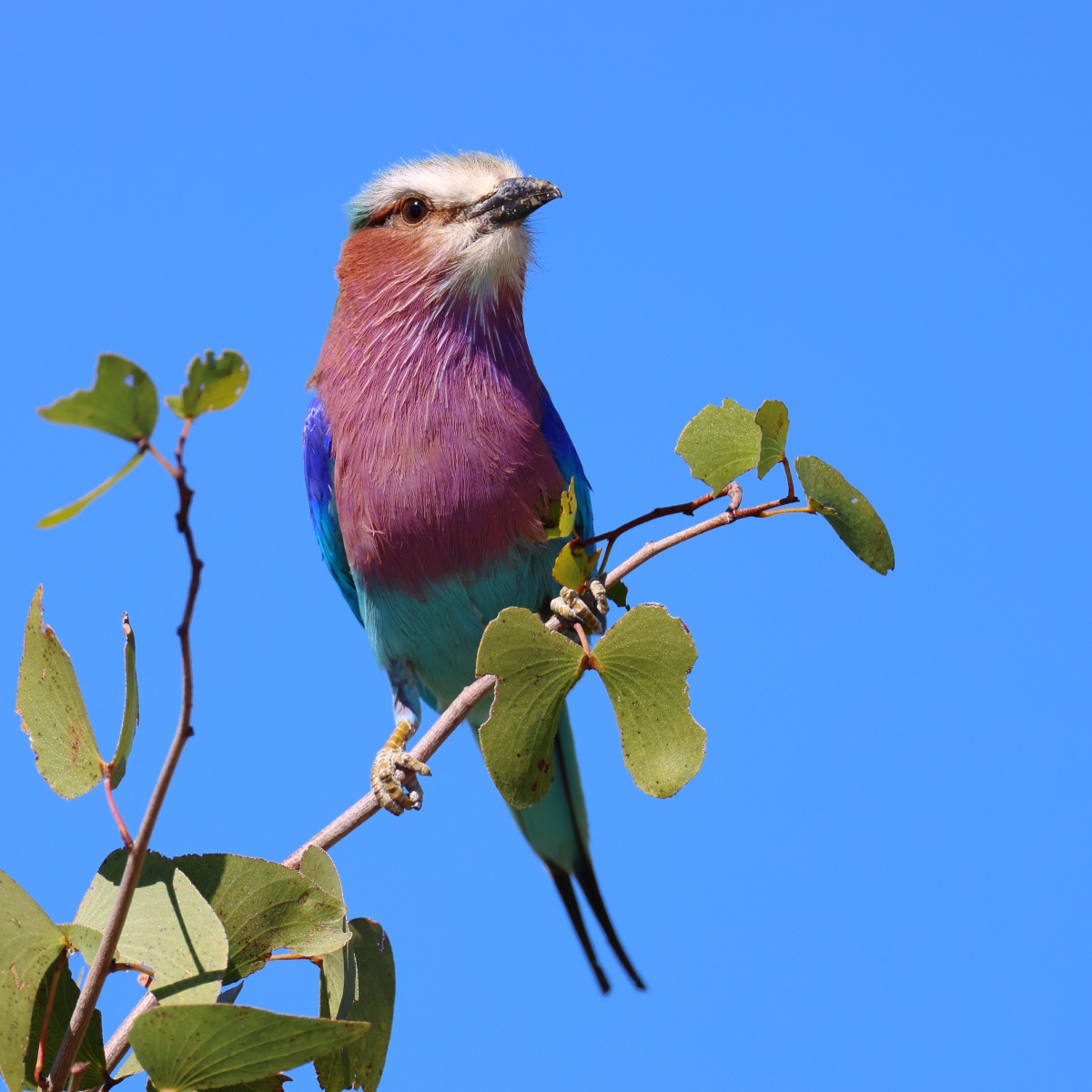 Etosha - Lilac-breasted roller (Coracias caudatus)
