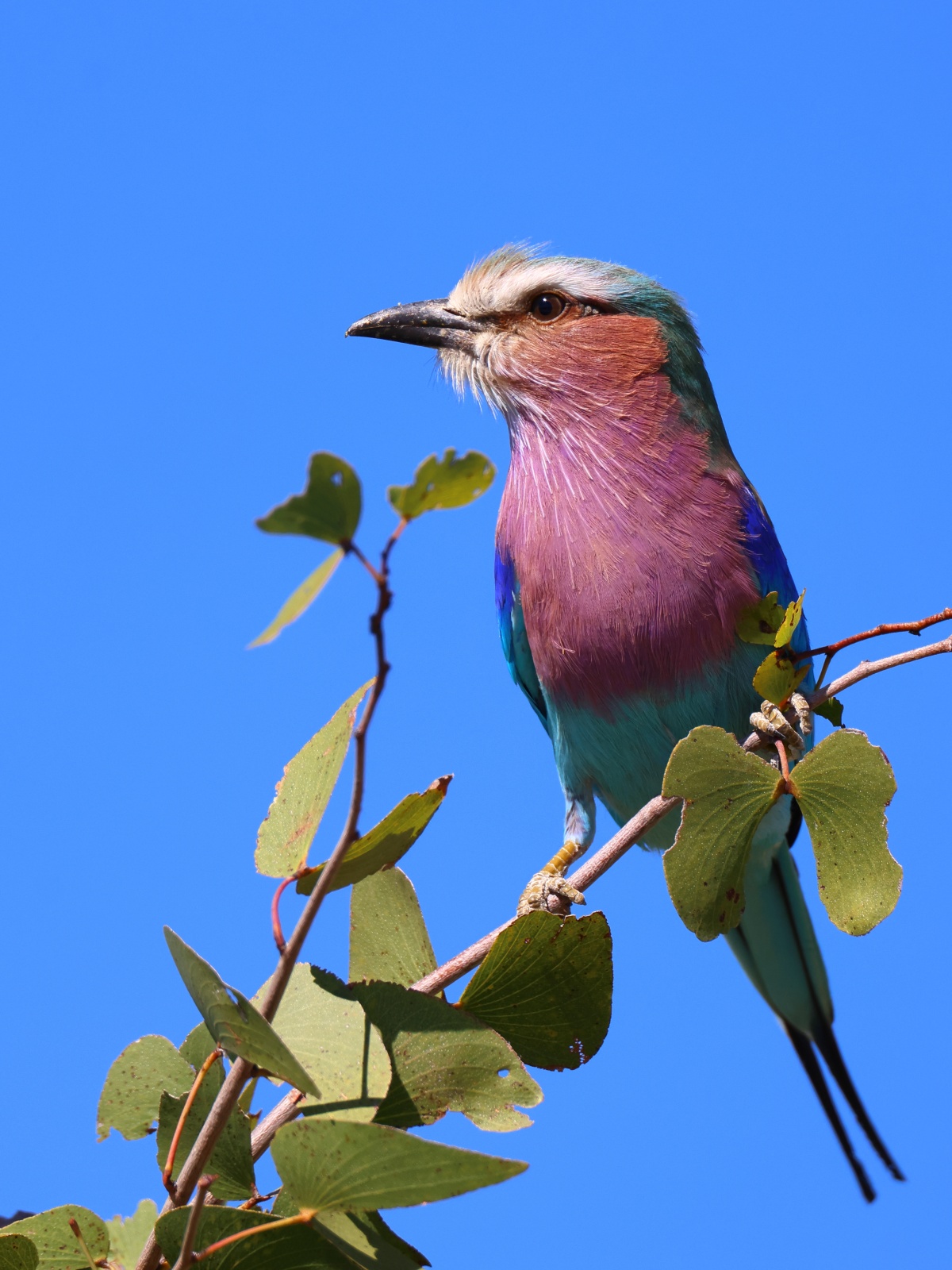 Etosha - Lilac-breasted roller (Coracias caudatus)