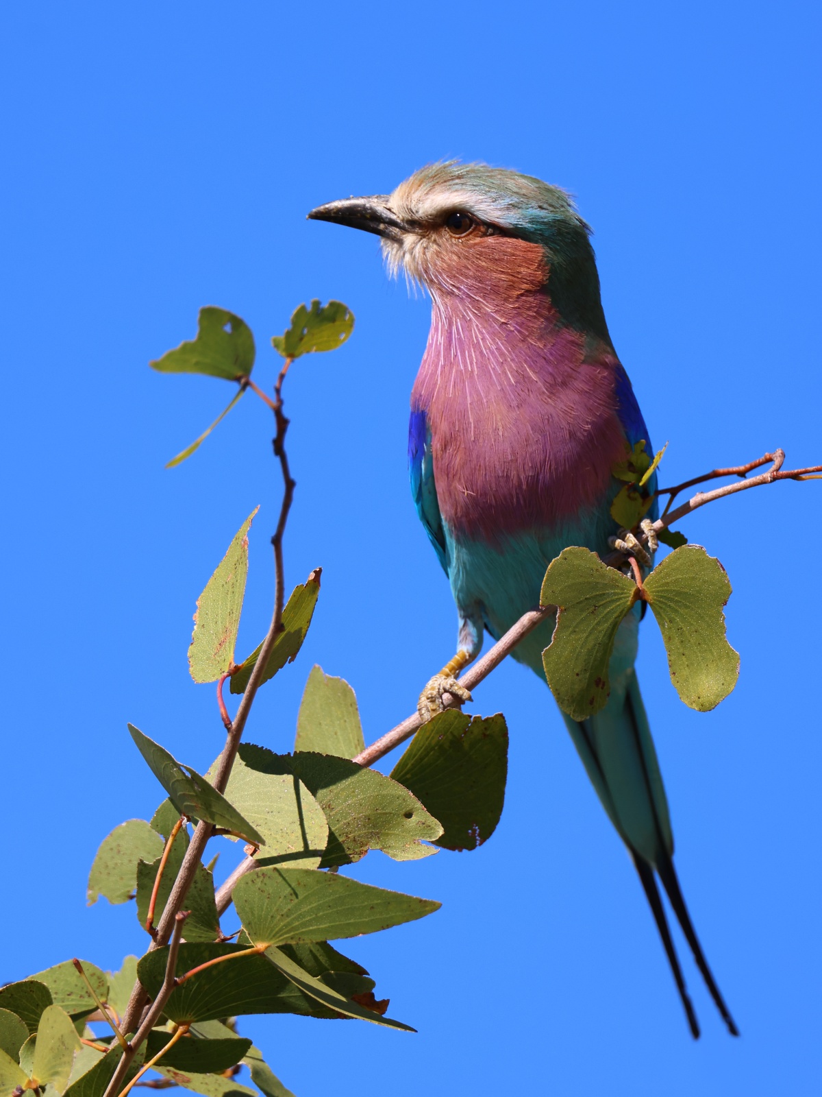 Etosha - Lilac-breasted roller (Coracias caudatus)