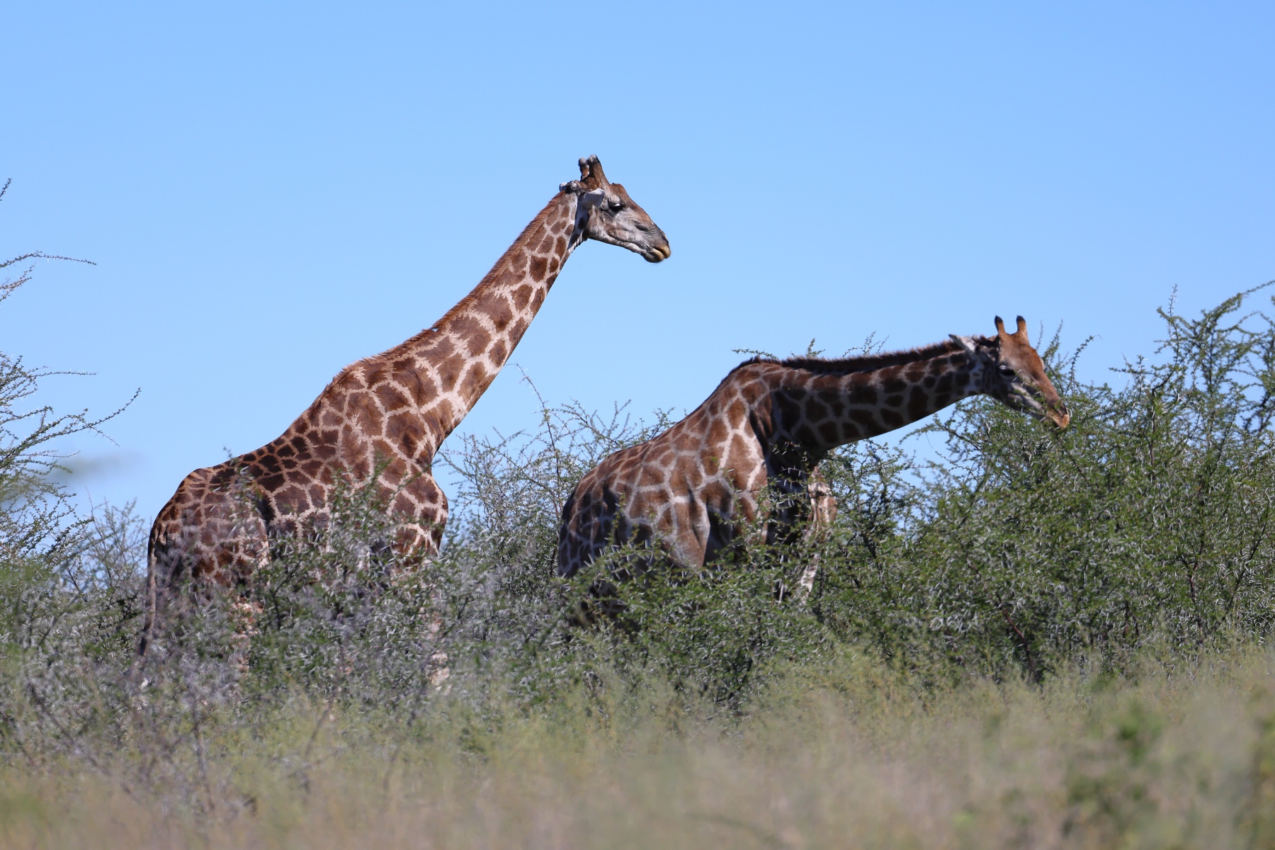 Etosha - Southern giraffe (Giraffa giraffa)
