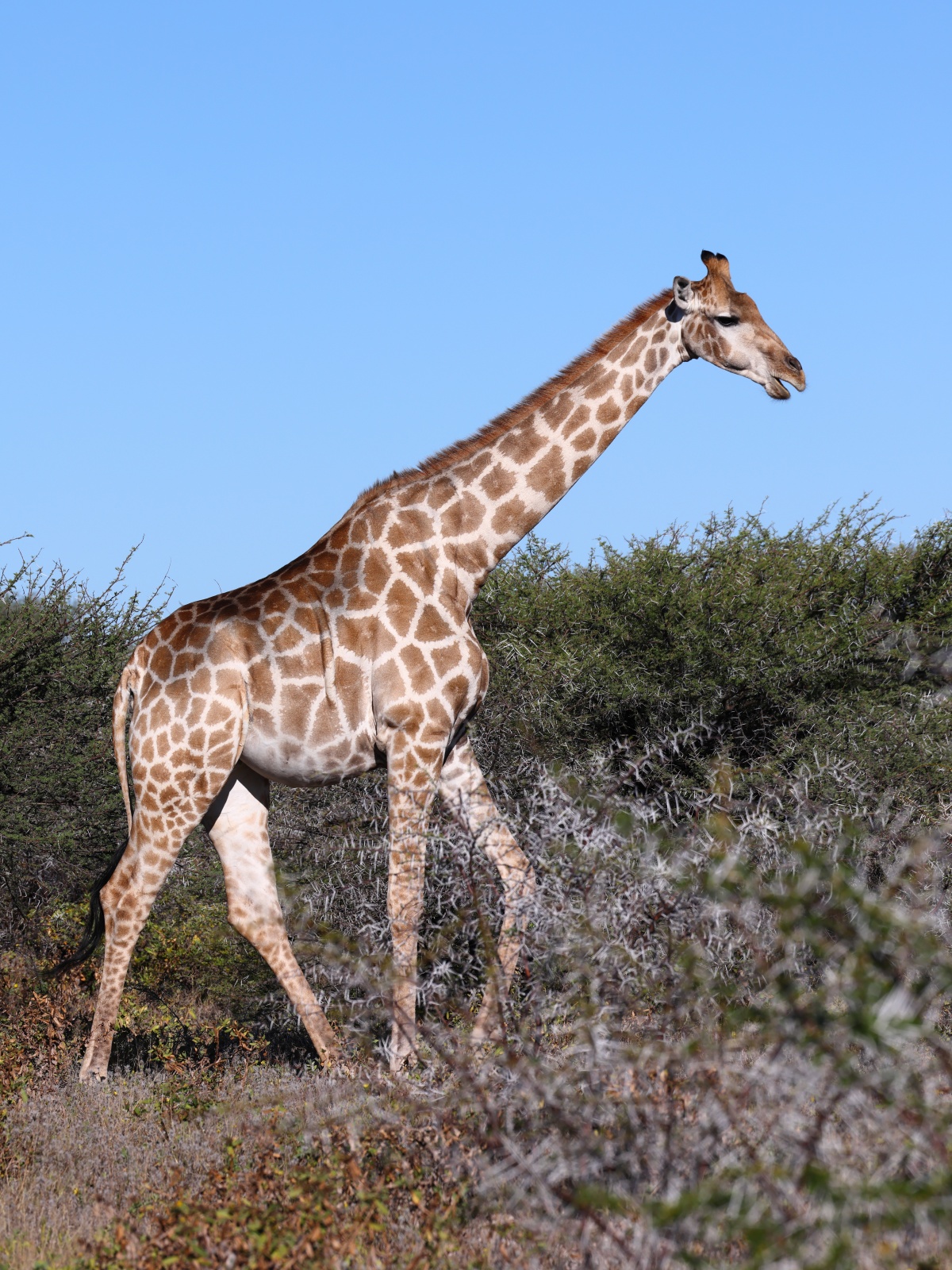 Etosha - Southern giraffe (Giraffa giraffa)