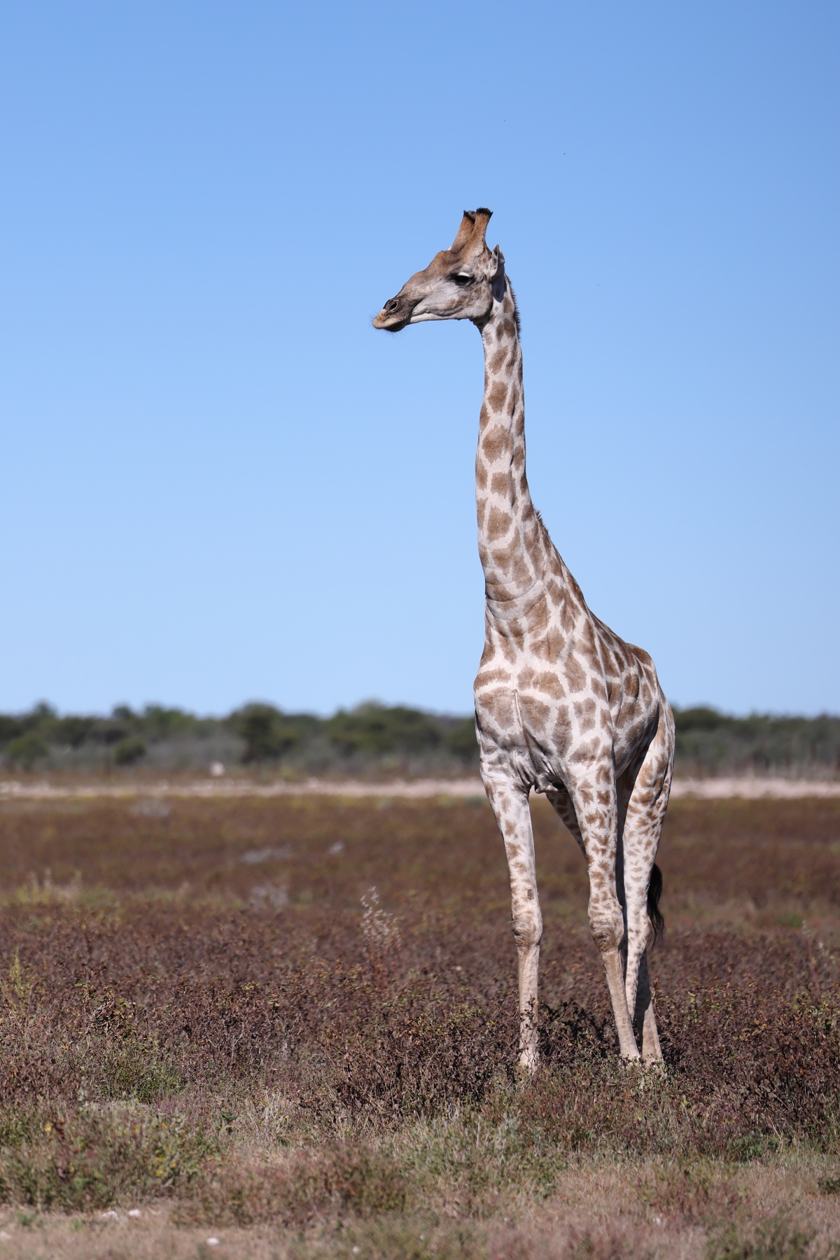 Etosha - Southern giraffe (Giraffa giraffa)