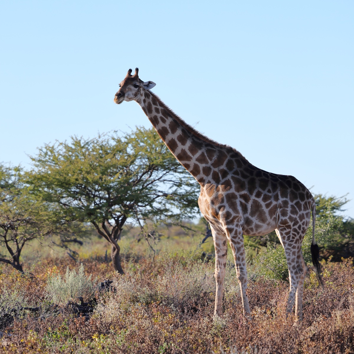 Etosha - Southern giraffe (Giraffa giraffa)