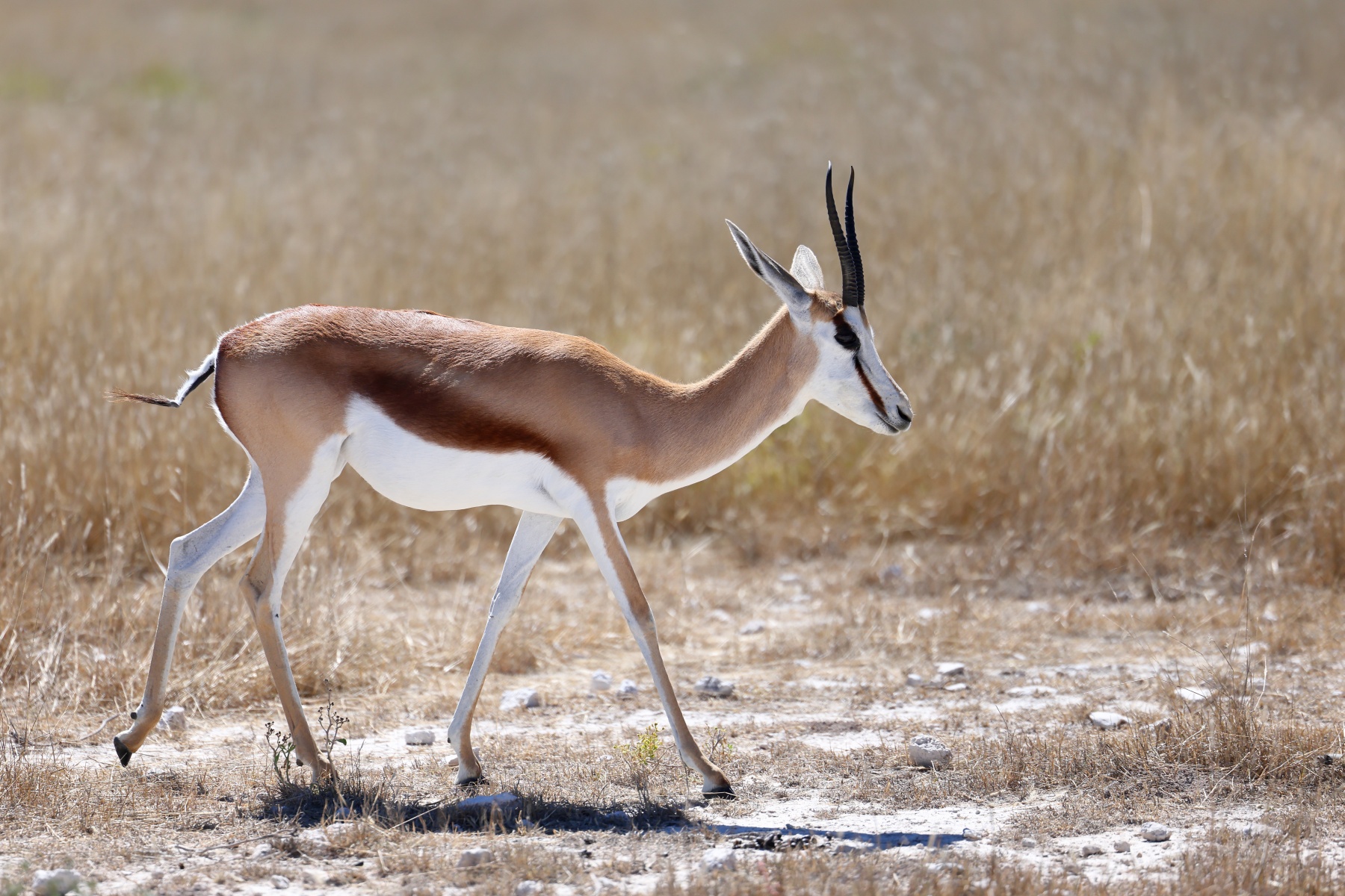 Etosha - Springbok (Antidorcas marsupialis)