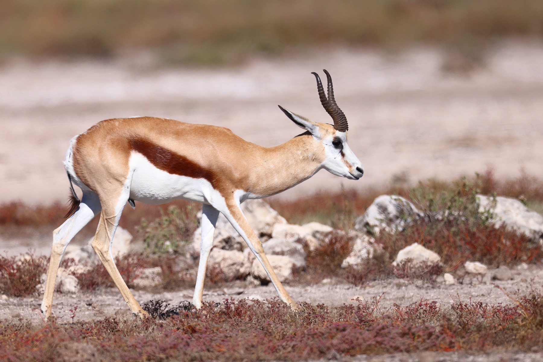 Etosha - Springbok (Antidorcas marsupialis)