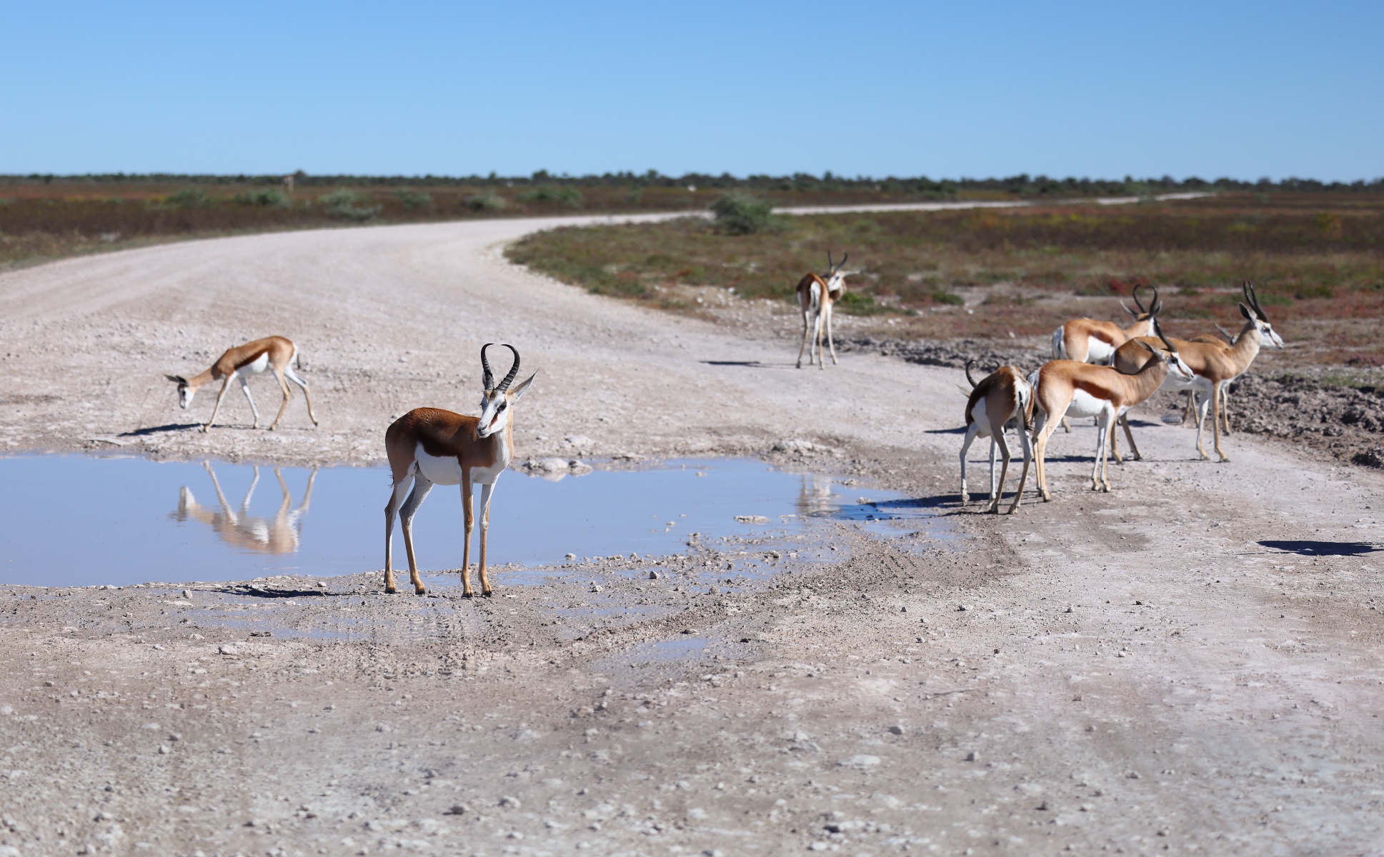 Etosha - Springbok (Antidorcas marsupialis)
