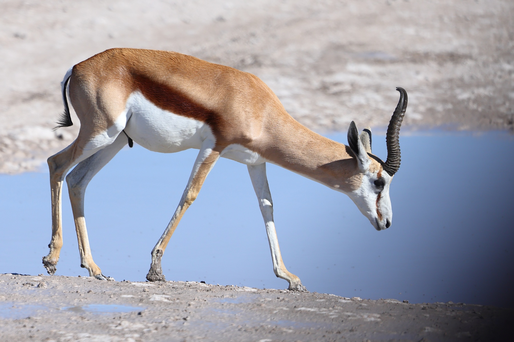 Etosha - Springbok (Antidorcas marsupialis)