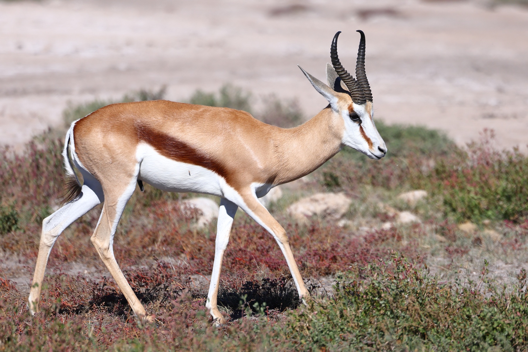 Etosha - Springbok (Antidorcas marsupialis)